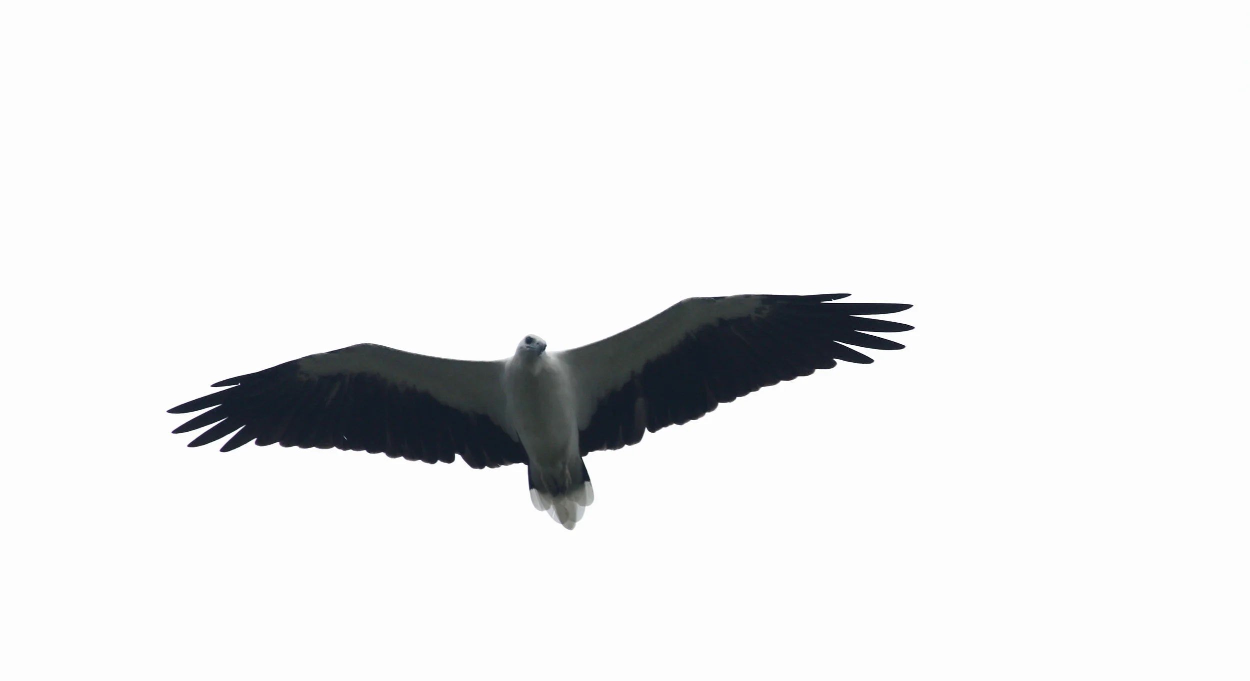 ಬಿಳಿಹೊಟ್ಟೆಯ ಮೀನುಗಿಡುಗ White-bellied Sea-Eagle