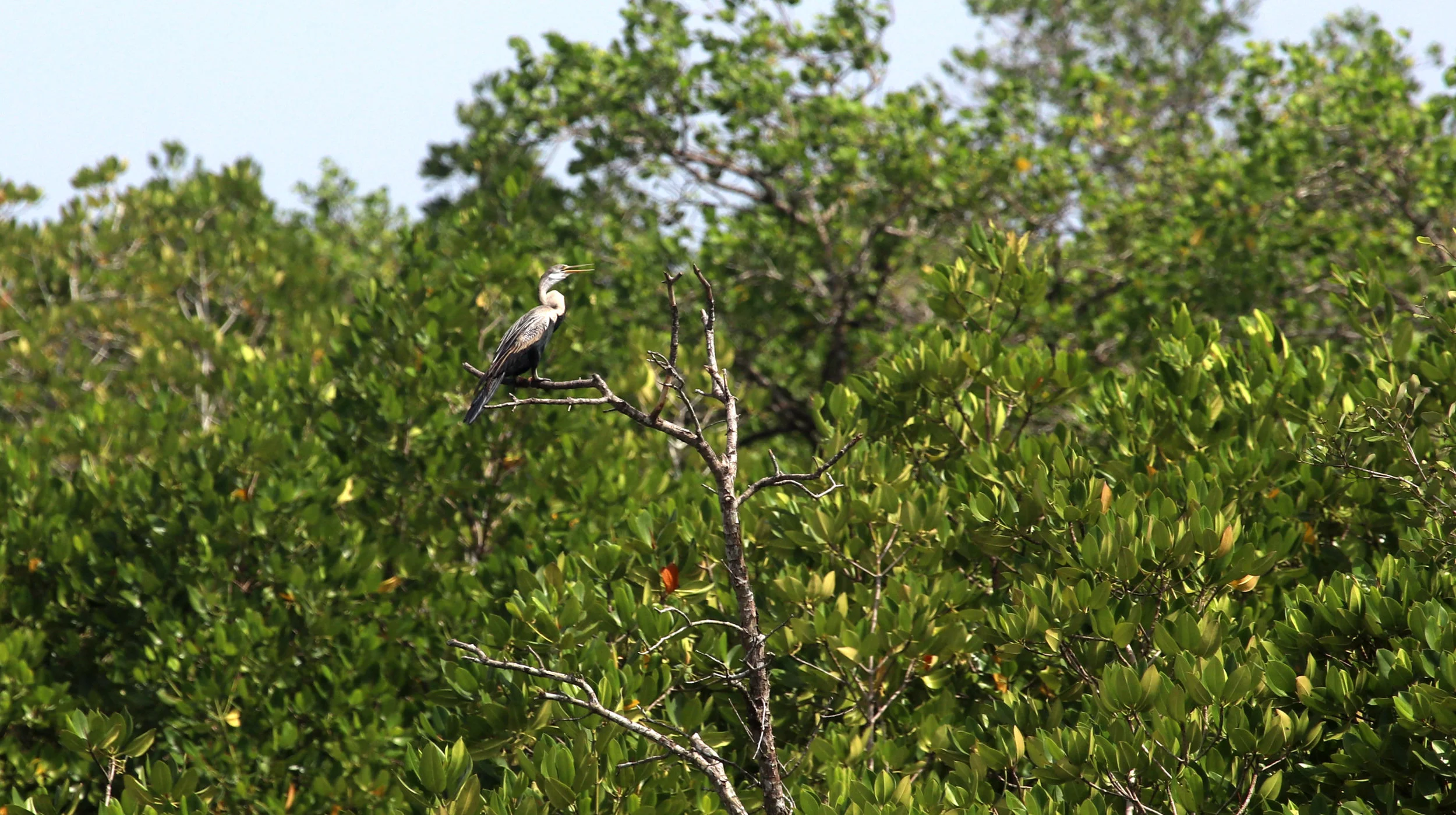 ಹಾವಕ್ಕಿ Darter