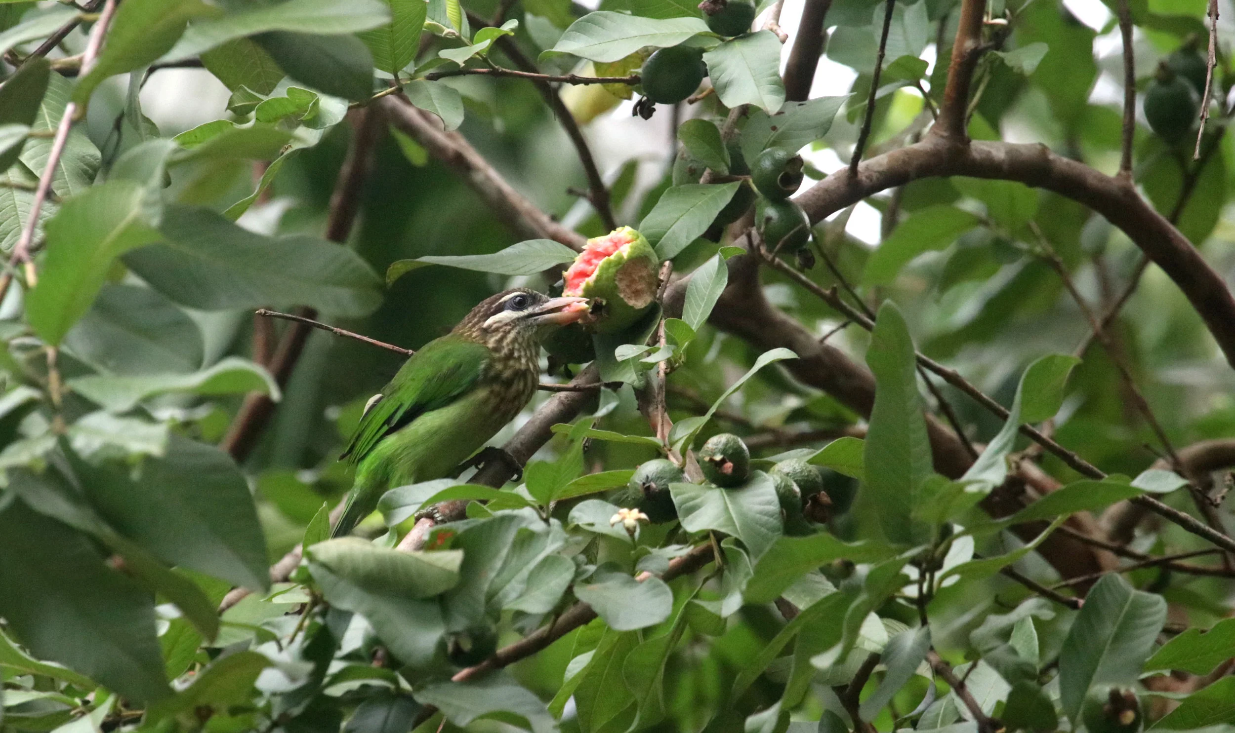 ಸಣ್ಣ ಕುಟ್ರ White-cheeked Barbet