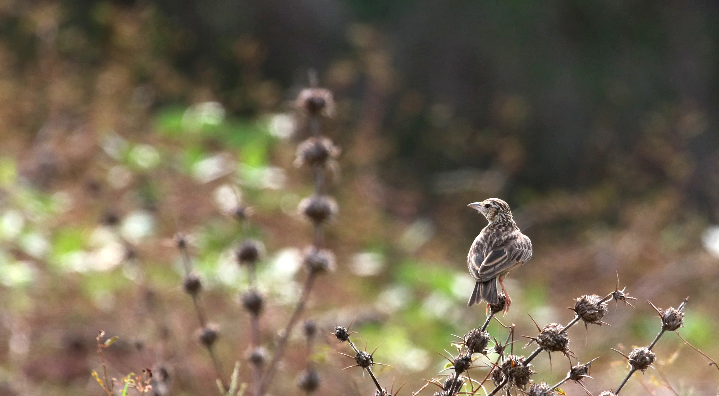 ನೆಲಗುಬ್ಬಿ Indian Bushlark