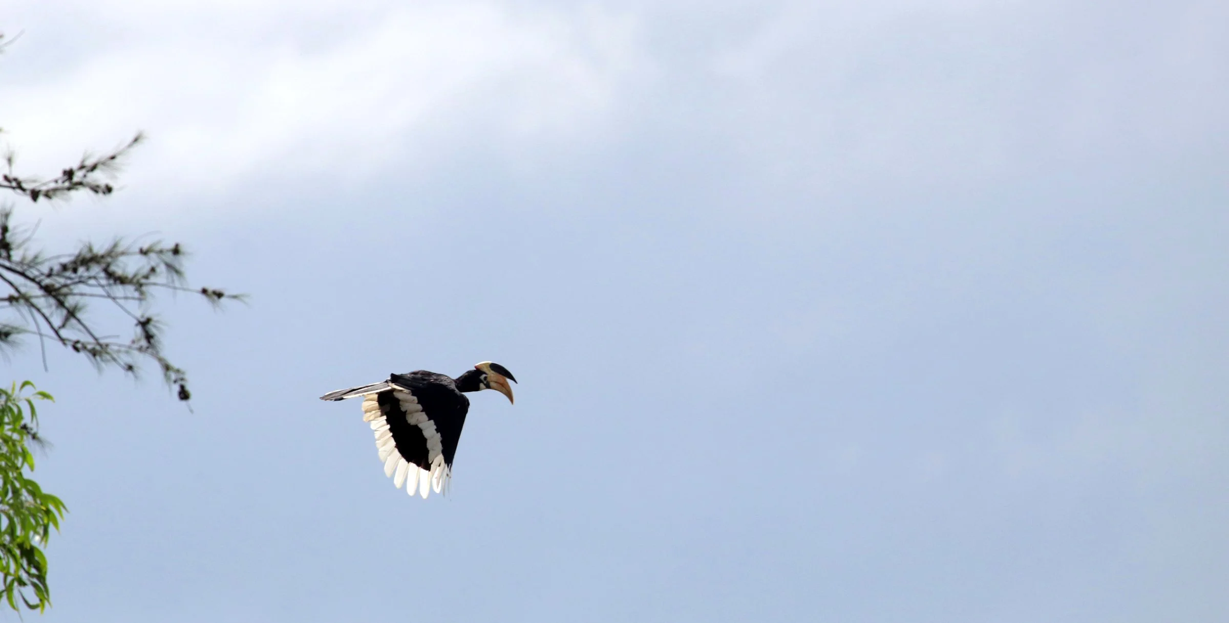 ಮಲೆ ದಾಸಮಂಗಟ್ಟೆ Malabar pied Hornbills