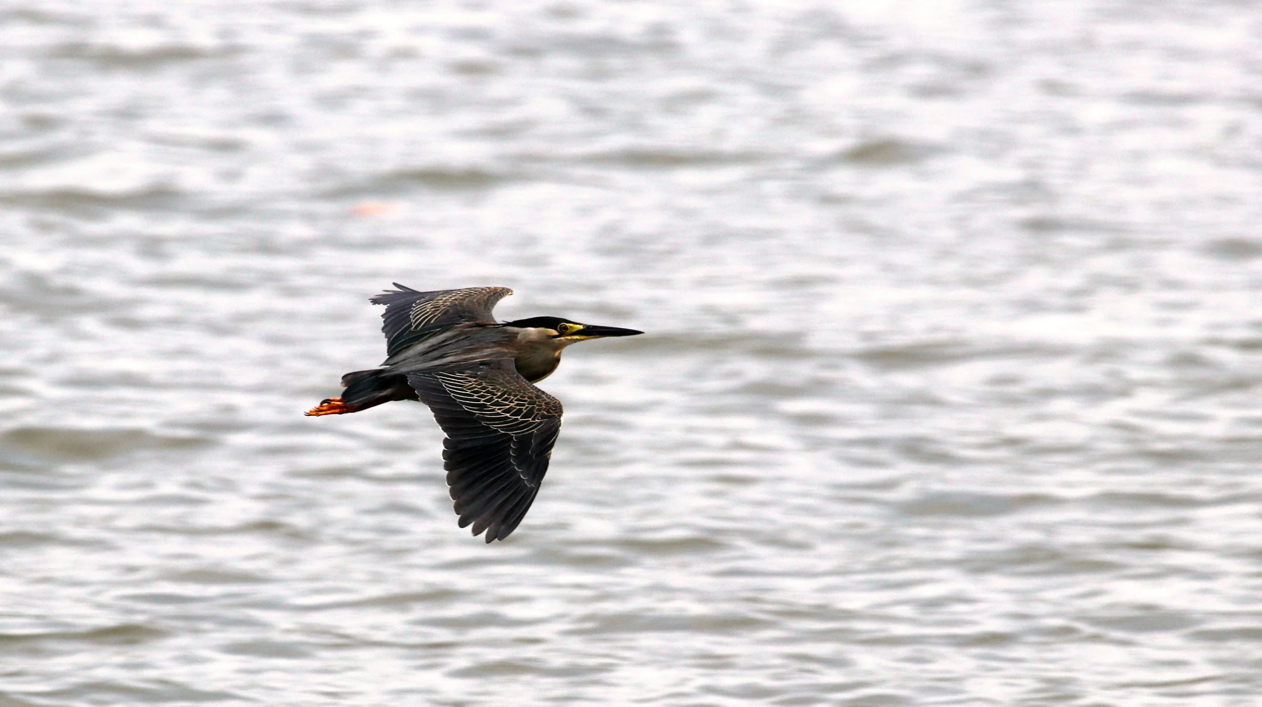 ಚಿಕ್ಕ ಬಕ Little Heron