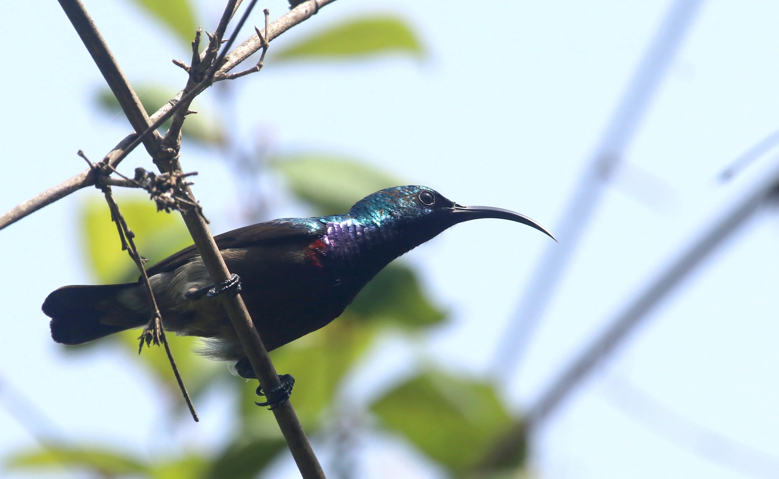 ನೇರಳೆ ಸೂರಕ್ಕಿ Purple sunbird