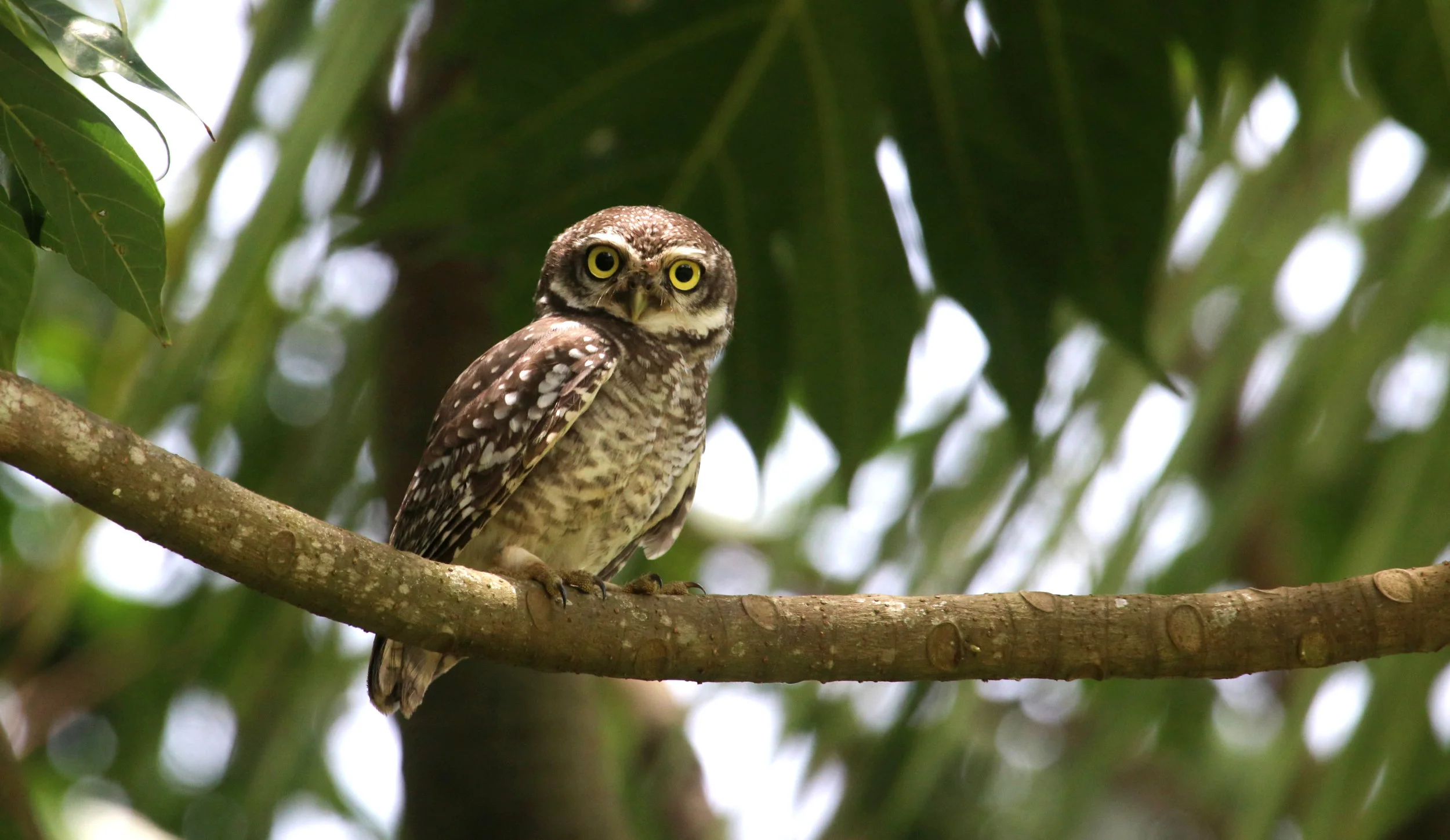ಚಿಟ್ಟುಗೂಬೆ Spotted Owlet