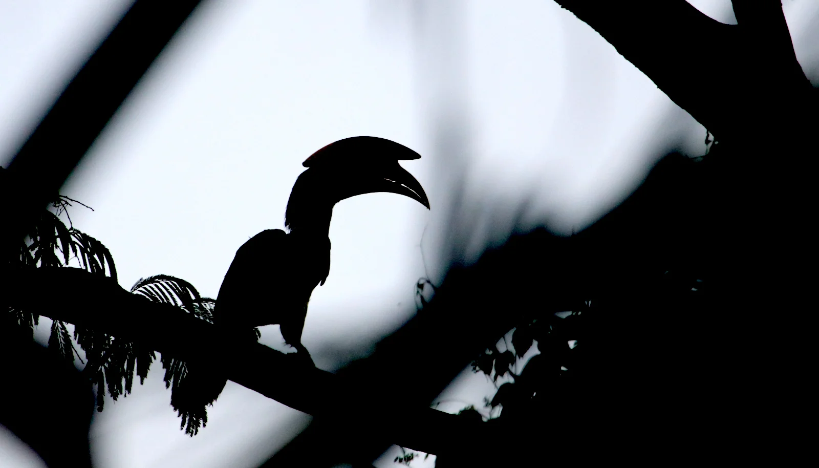 ಮಲೆ ದಾಸ ಮುಂಗಟ್ಟೆ Malabar pied hornbill
