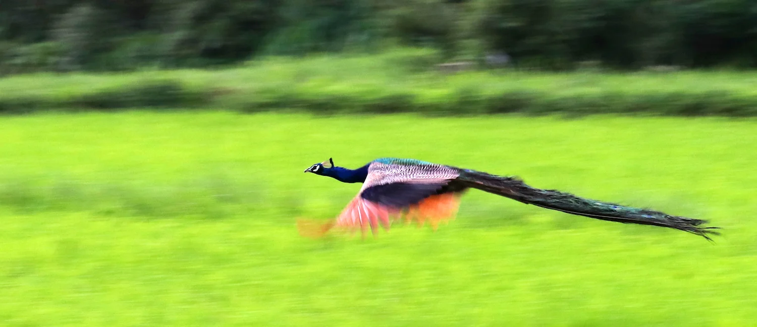 ನವಿಲು Indian Peacock