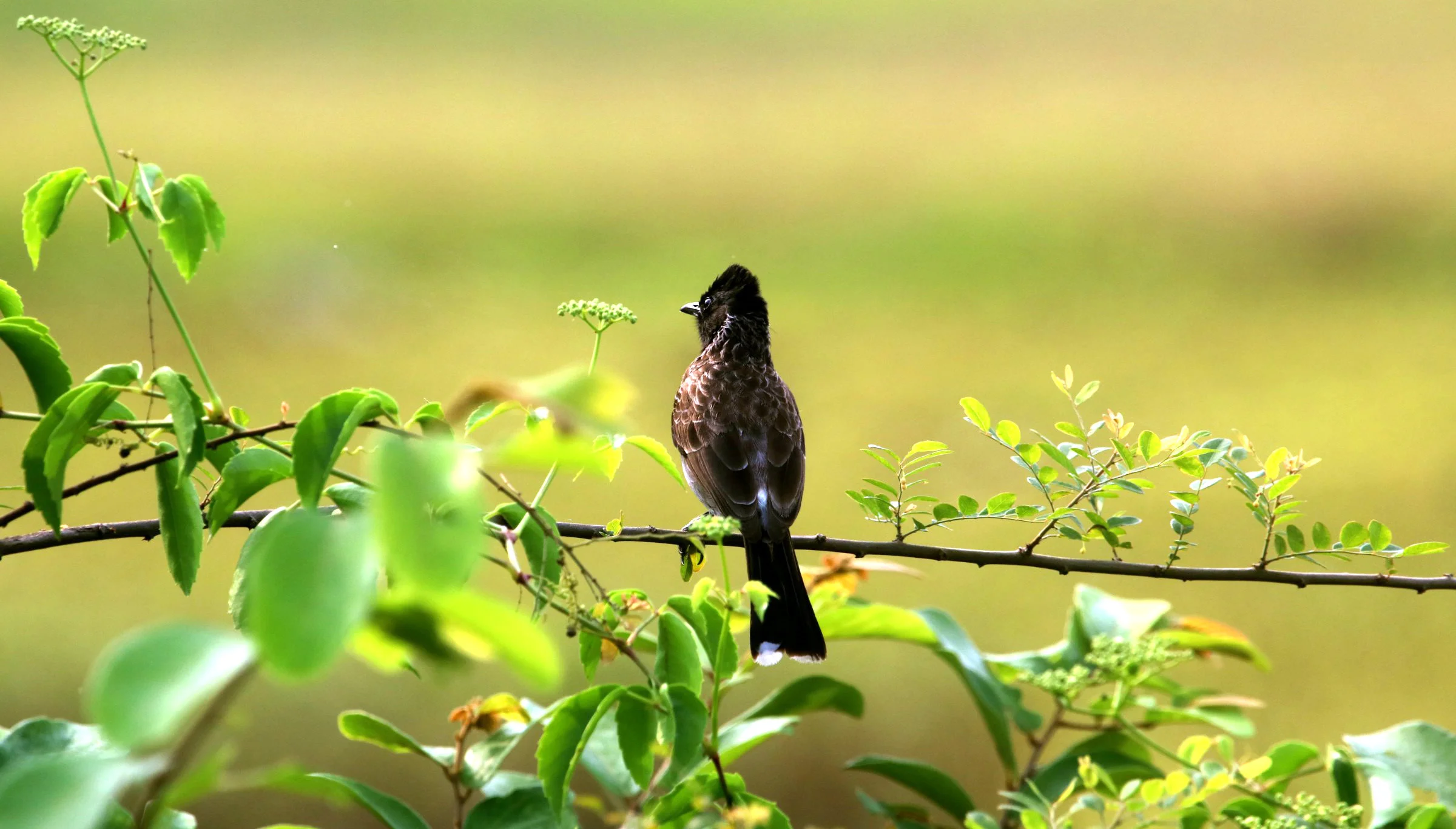ಕೆಂಪು ಬಾಲದ ಪಿಕಳಾರ Red-vented Bulbul