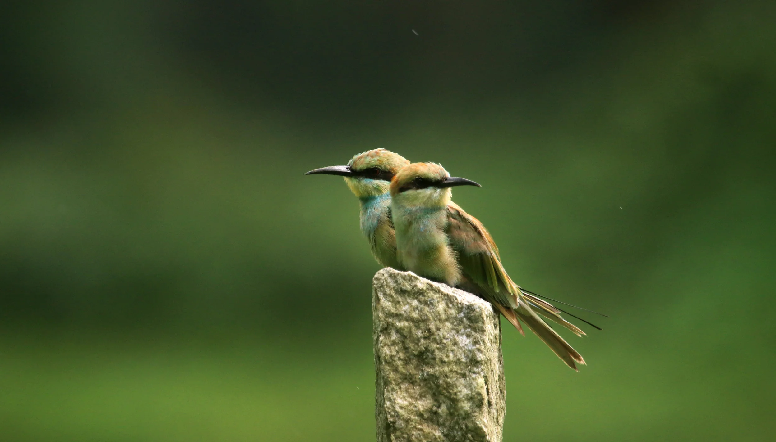 ಹಸಿರು ಕಳ್ಳಿಪೀರ Green Bee-eater