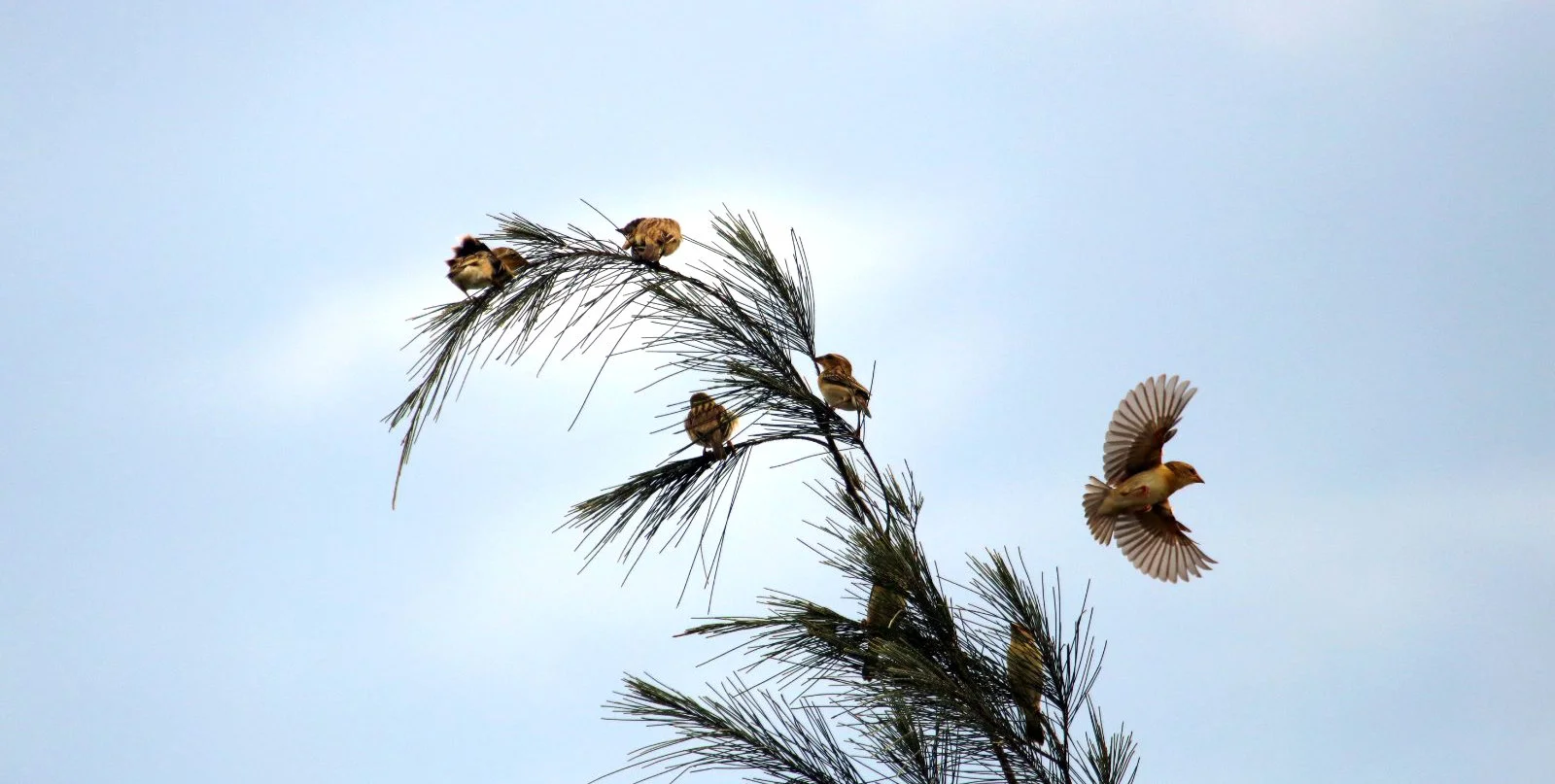 ಗೀಜಗ Baya weaverbirds