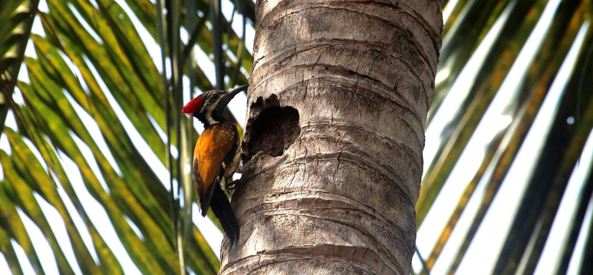 ಸುವರ್ಣ ಬೆನ್ನಿನ ಮರಕುಟಿಕ Black-rumped Flameback