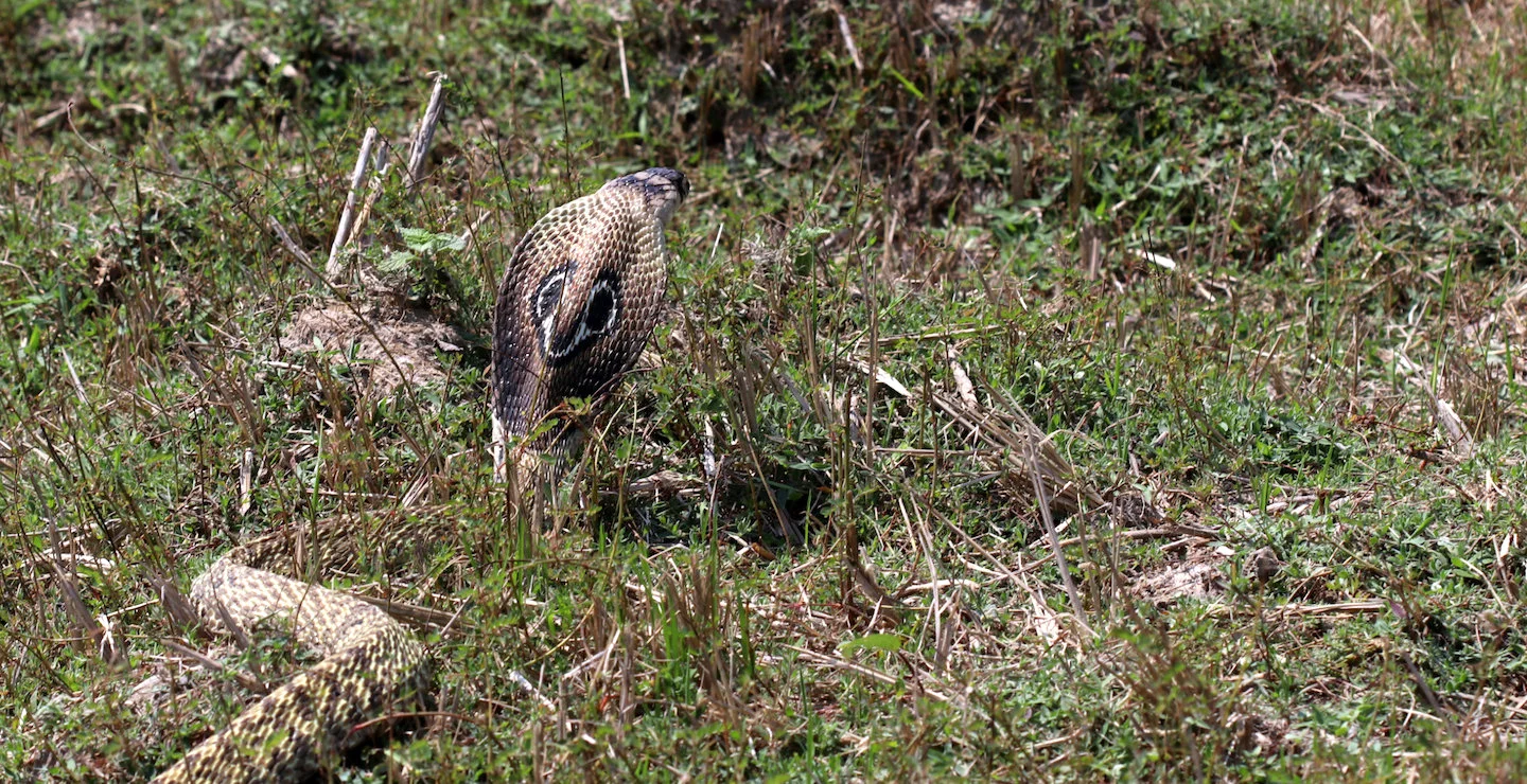 ನಾಗರಹಾವು Indian Cobra