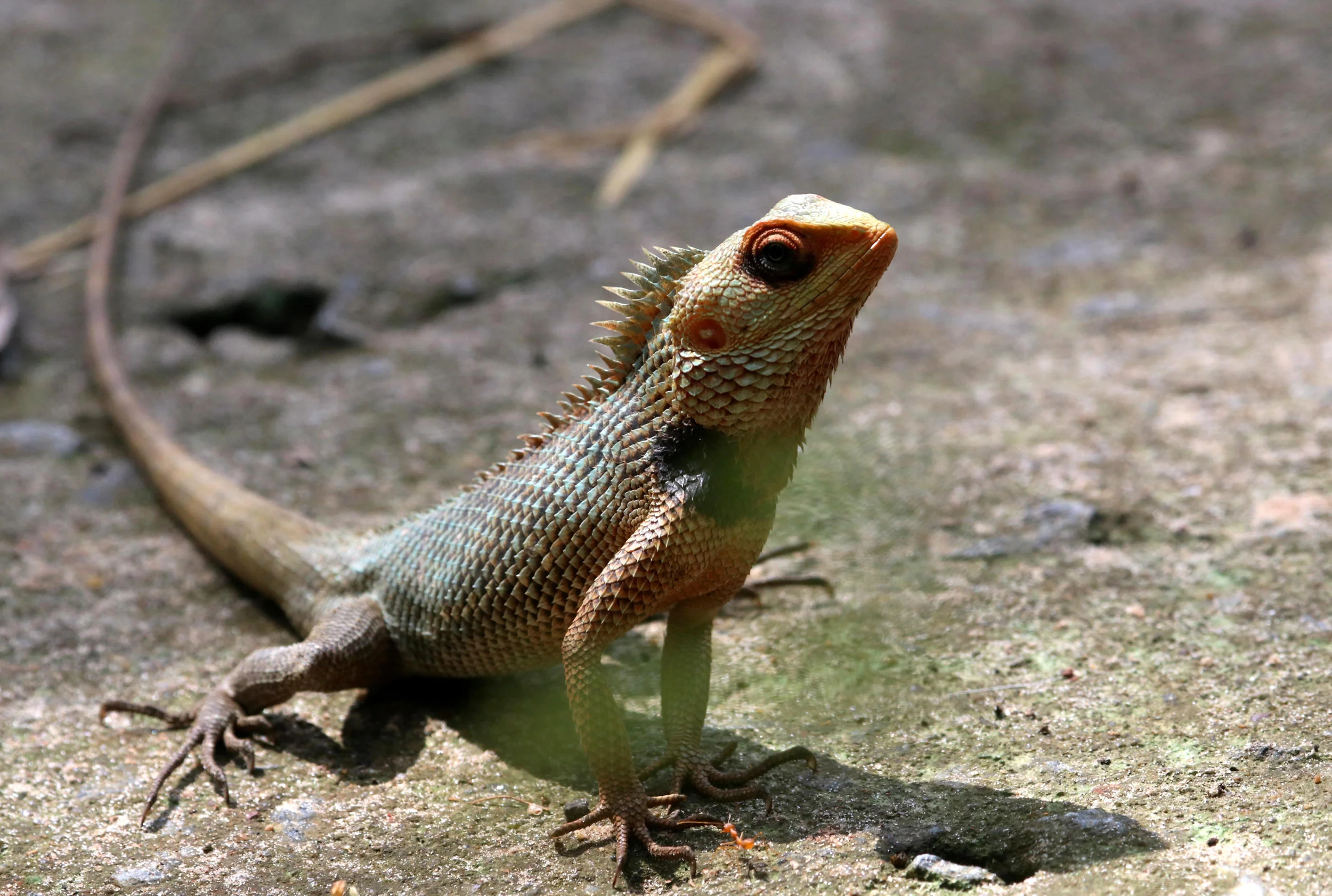 ಓತಿಕ್ಯಾತ Oriental garden lizard