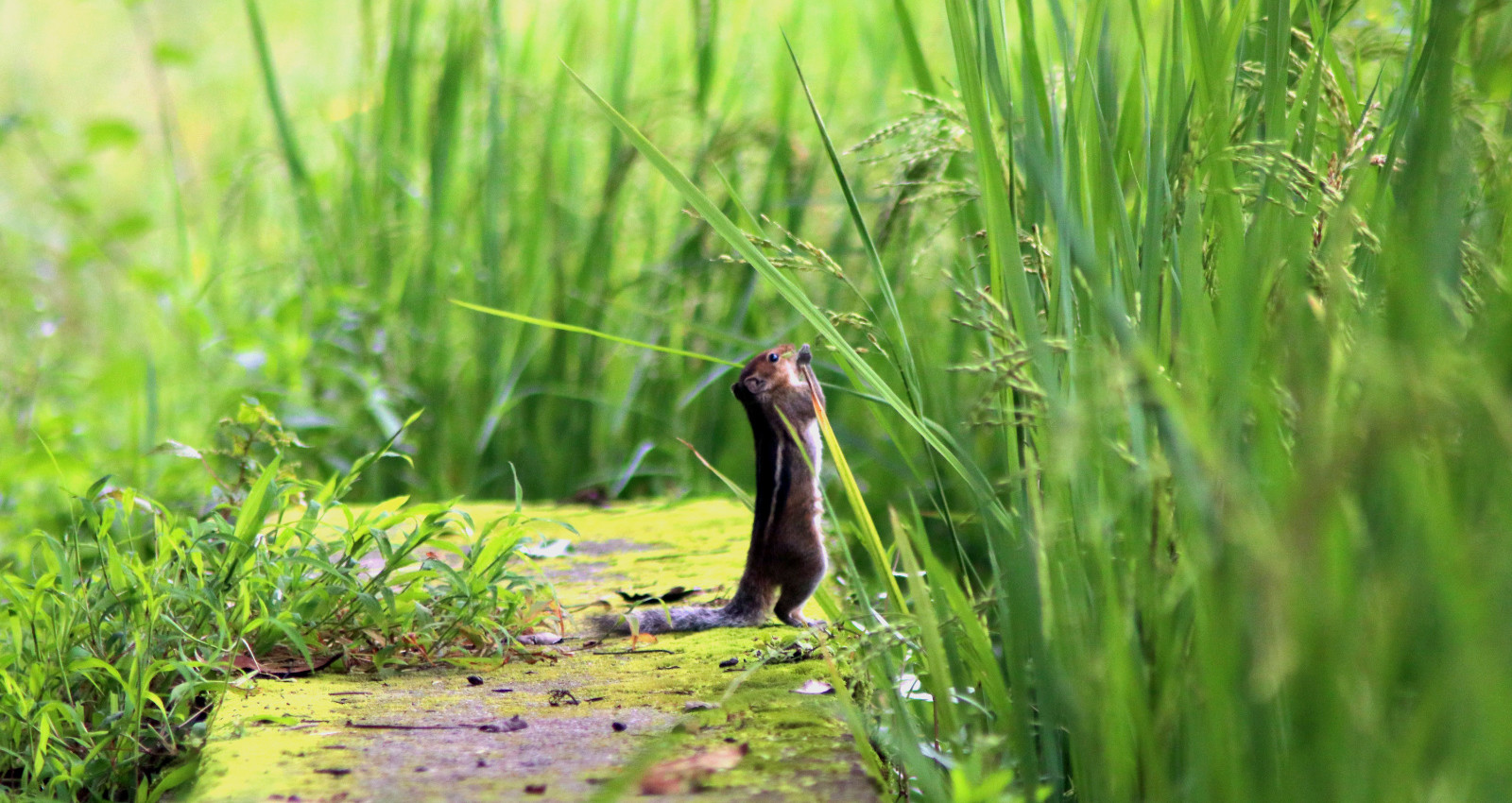 ಅಳಿಲು Indian palm squirrel