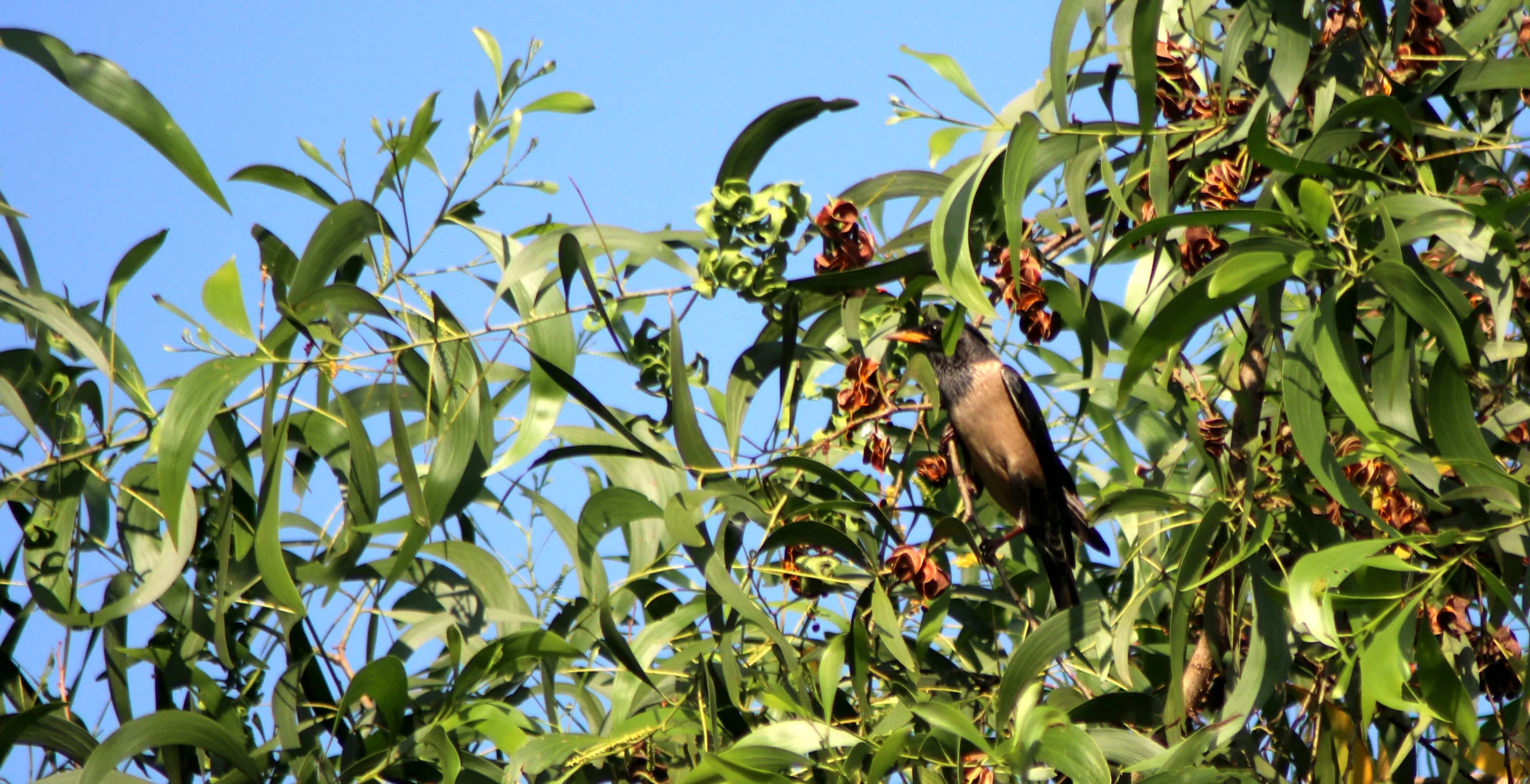 ಗುಲಾಬಿ ಕಬ್ಬಕ್ಕಿ Rosy starling