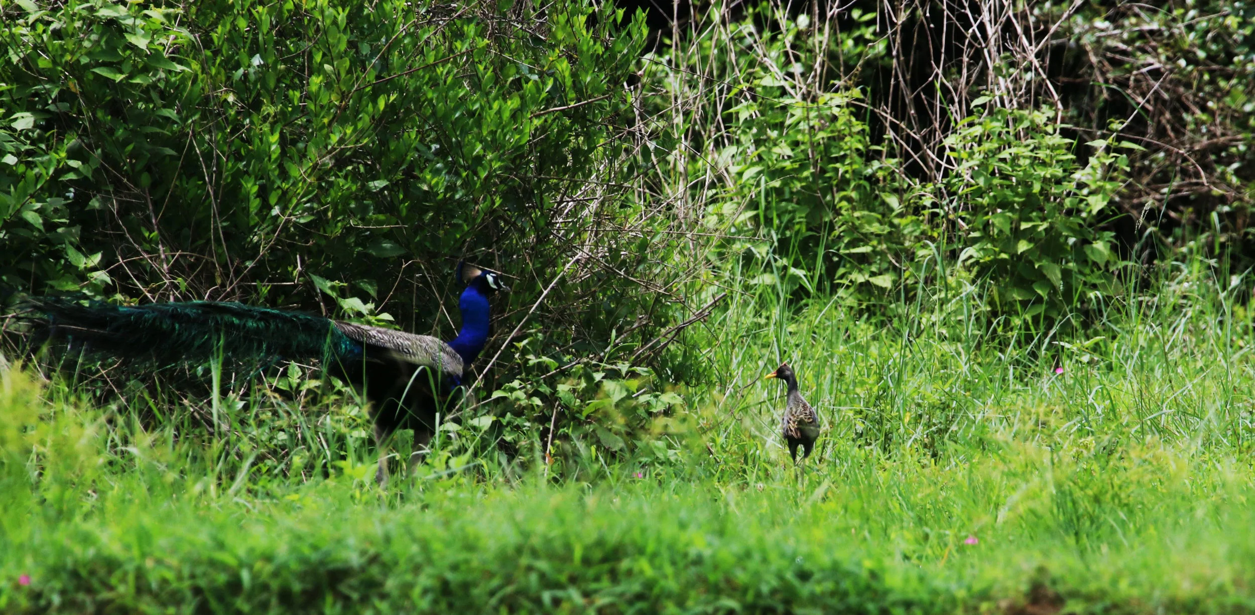 Peacock and Watercock