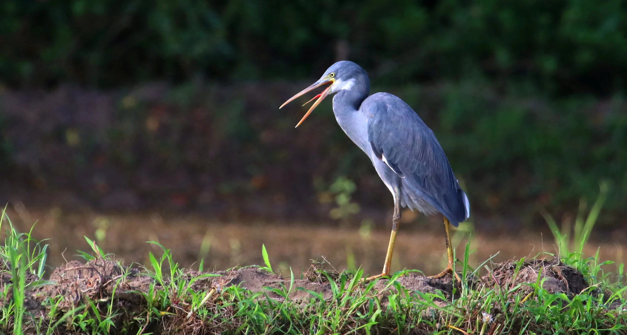 ಕಡಲುತೀರದ ಬೆಳ್ಳಕ್ಕಿ Western Reef Heron
