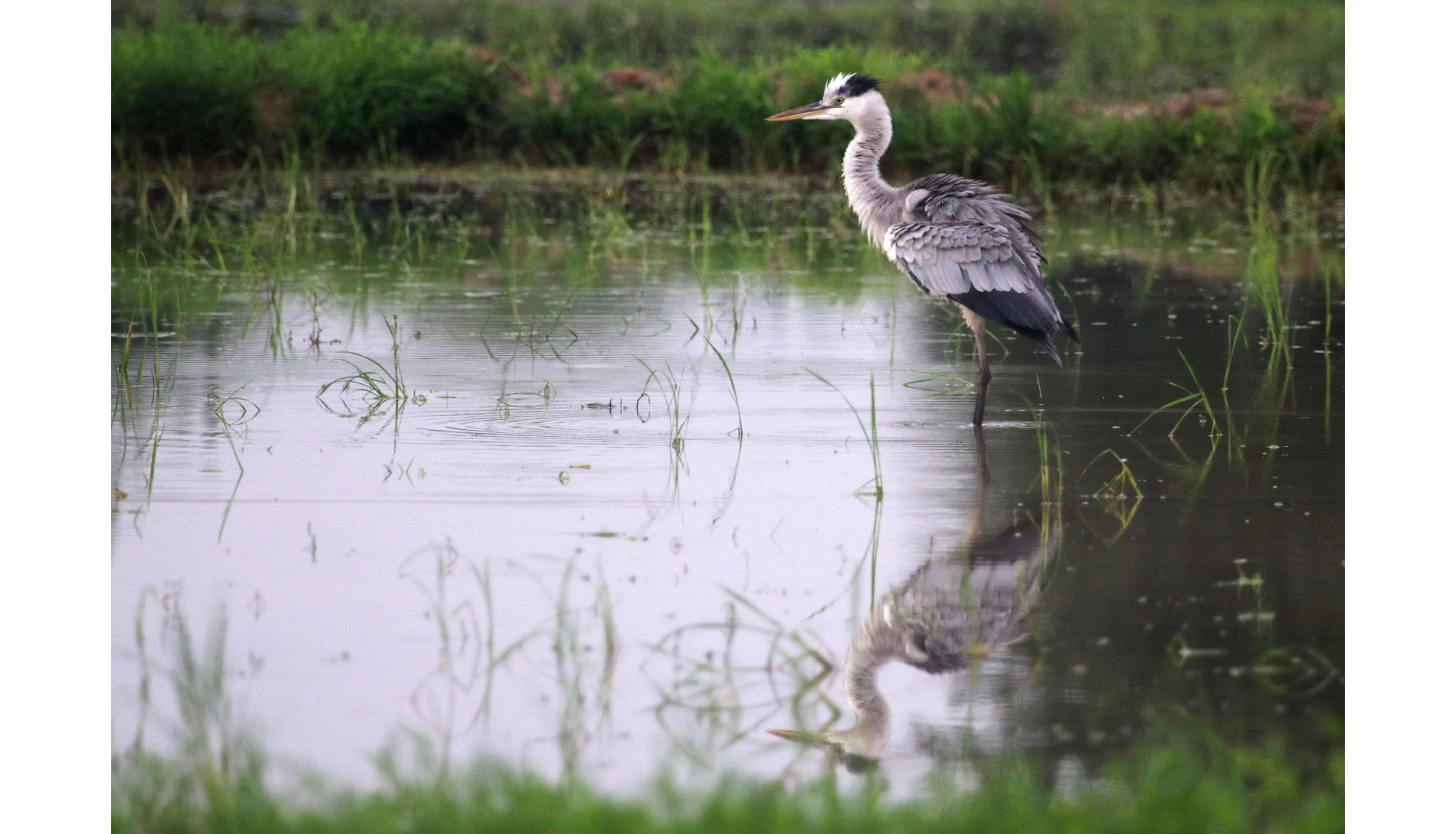 ಬೂದು ಬಕ Grey Heron