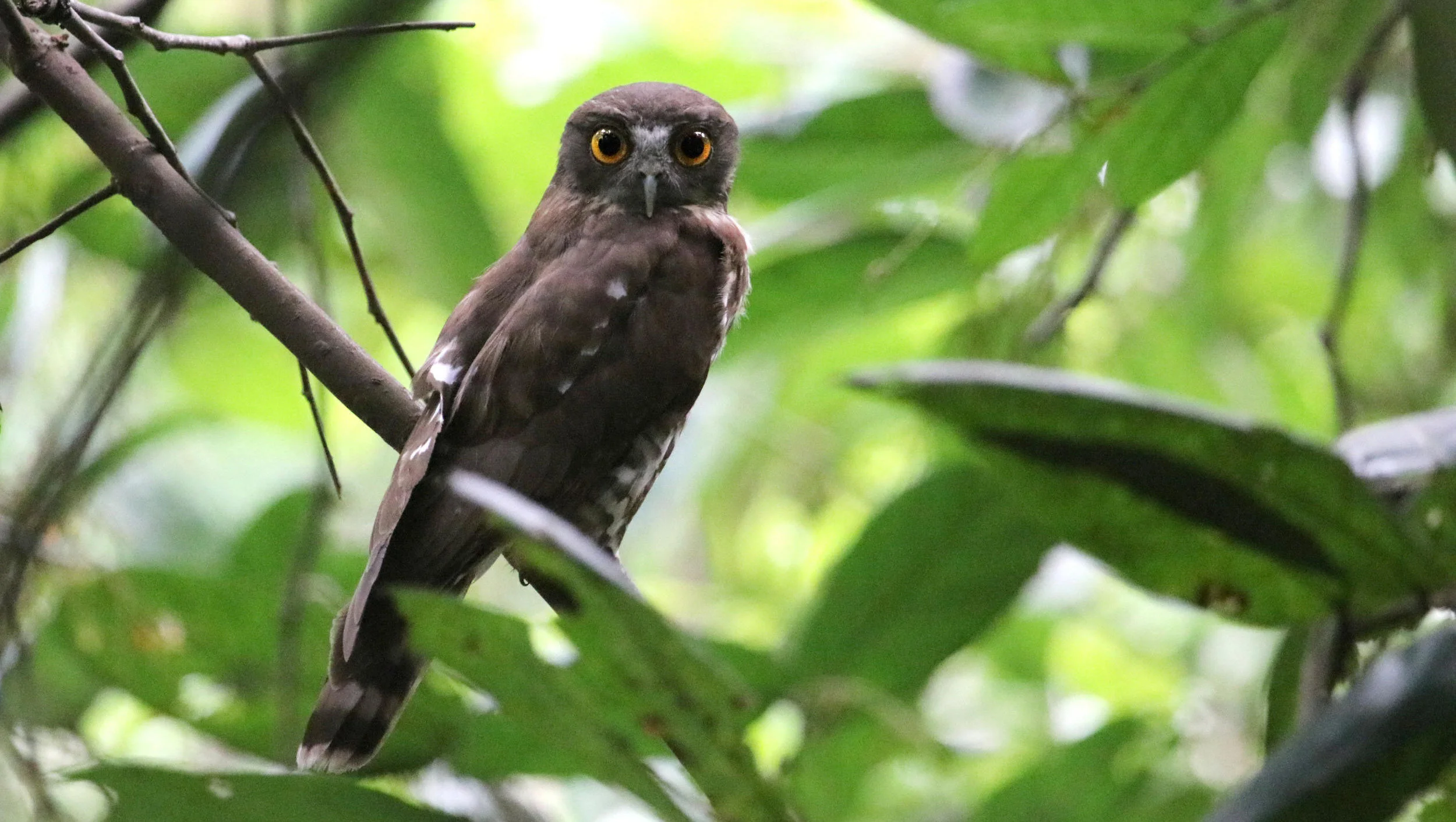ಗೂಬೆ Brown hawk-owl