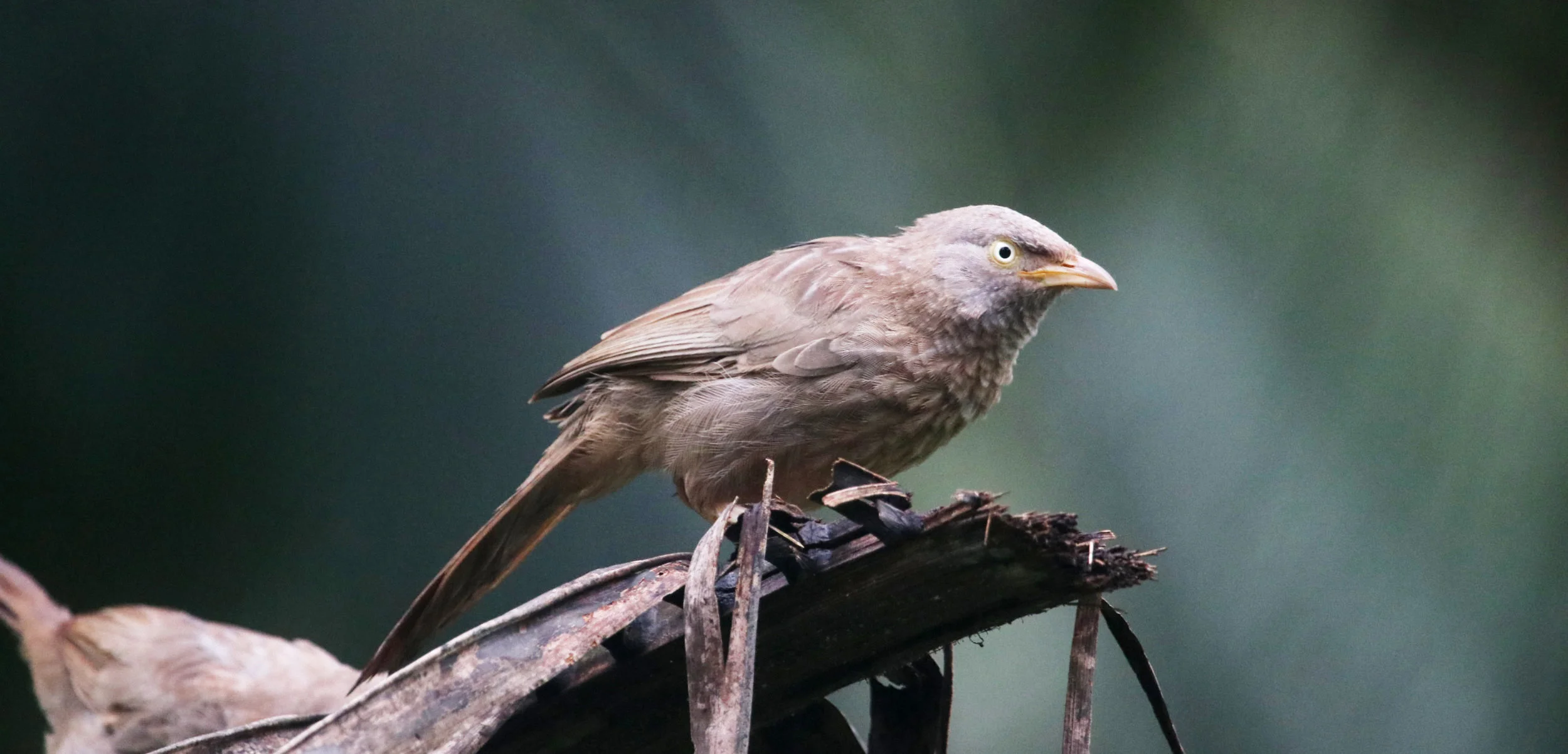 ಬಿಳಿತಲೆಯ ಹರಟೆಮಲ್ಲ Yellow-billed babbler
