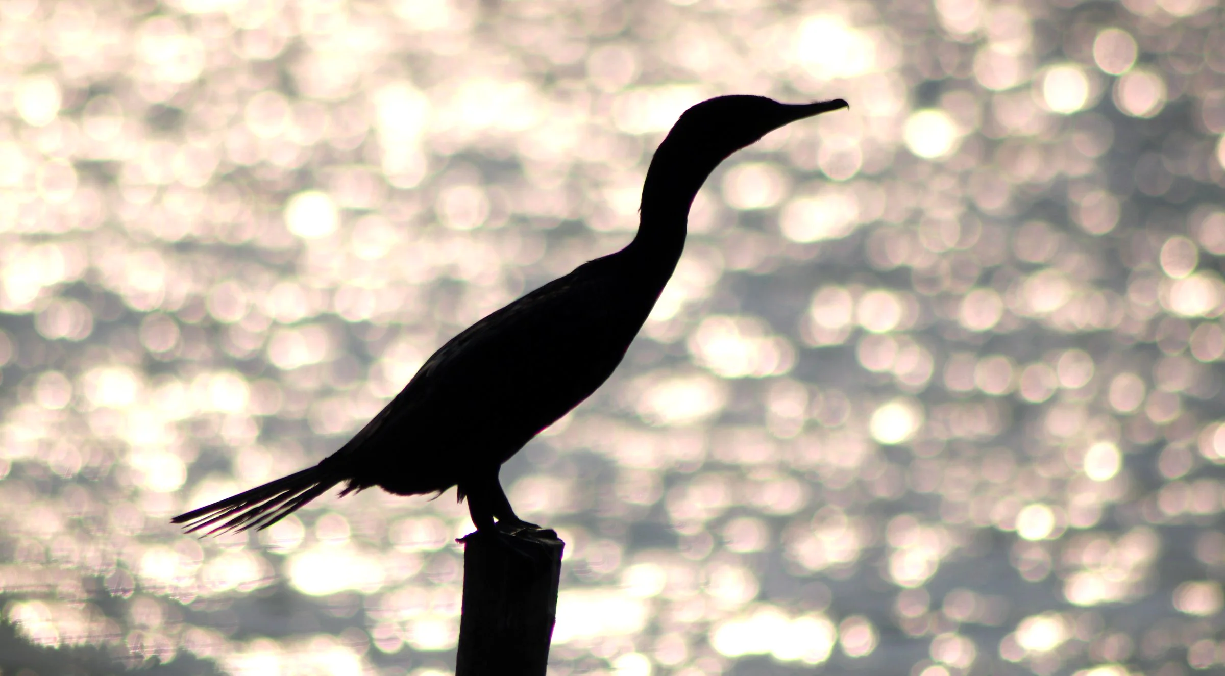 ನೀರು ಕಾಗೆ Indian Cormorant