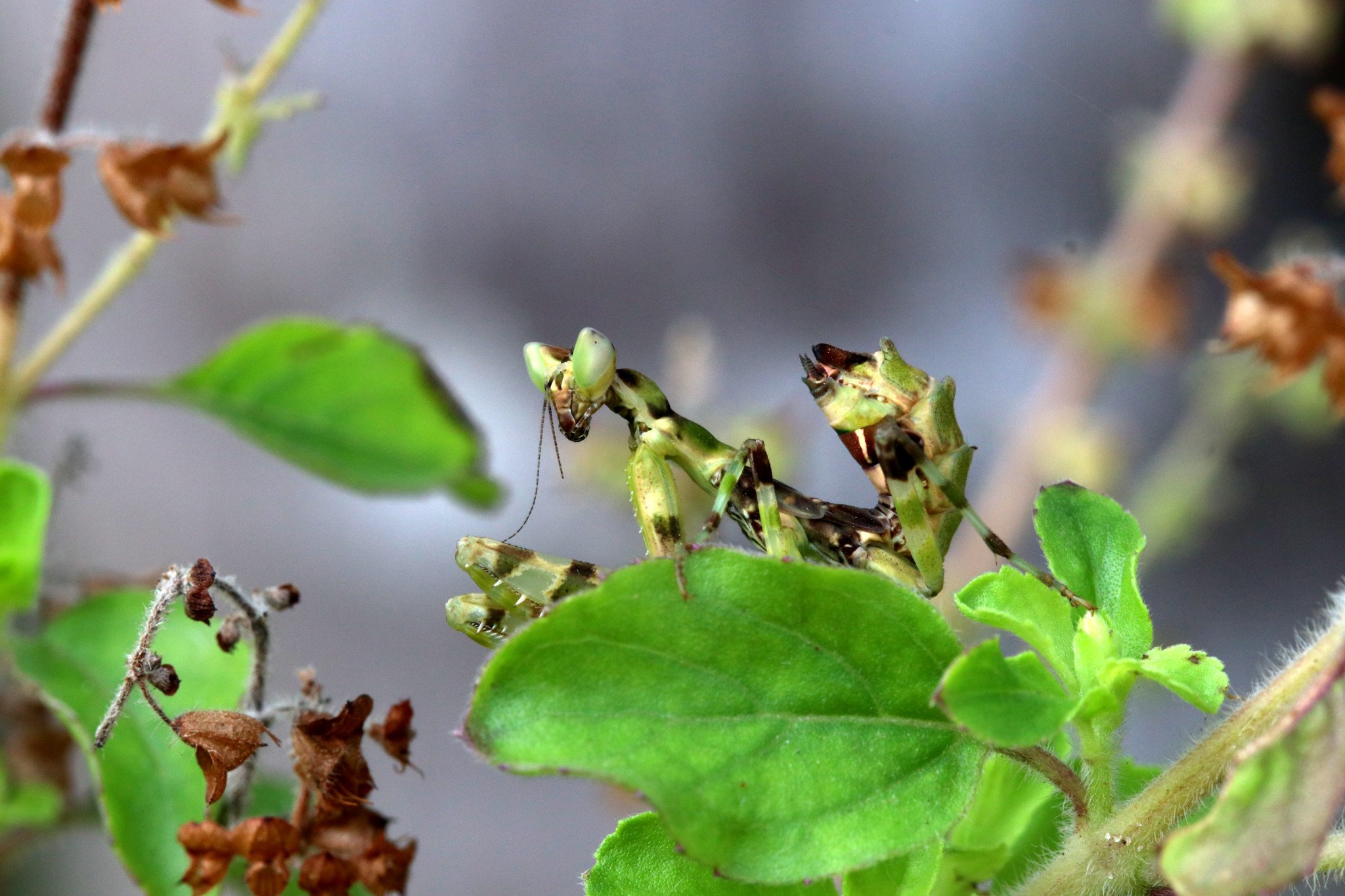 ಸೂರ್ಯನ ಕುದುರೆ Praying Mantis