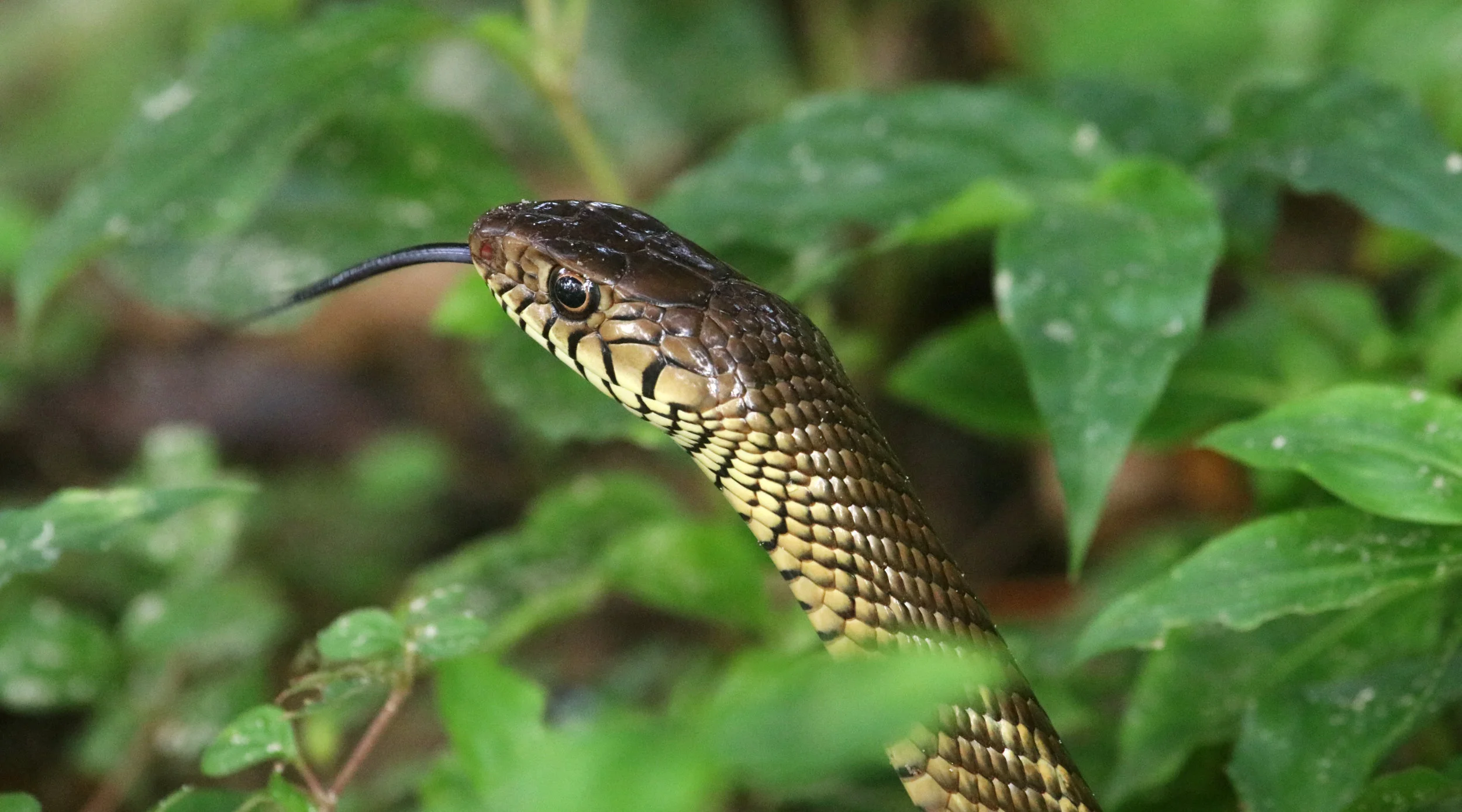 ಕೇರೆಹಾವು Rat snake