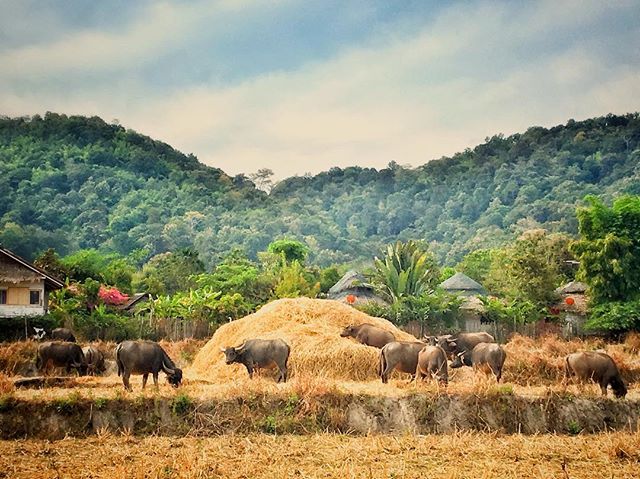 After harvesting season #buffalo #ricefield #ricestraw #hill #countryside #lifestyle #outdoors #living #instatravel #maenaigardens #chiangmai #thailand #iphone #camera #instaphoto #travelphotography #resort #relaxing
