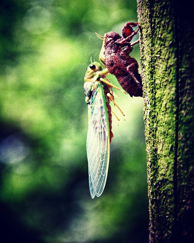 #outdooradventures #jungle #life #insects #cicada #newlife #transformation #forests #trekking #nature #instatravel #instanature #greenlife #environment #circleoflife #special #trail #maerim #chiangmai #thailand #maenaigardens #resort #hotelchiangmai 