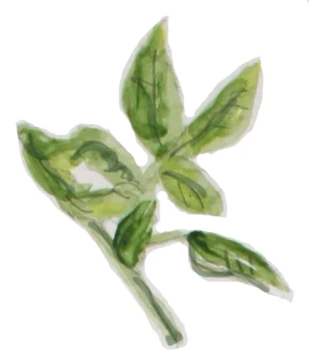 basil.jpg