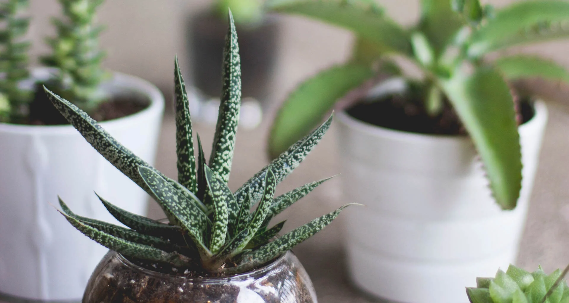 How to: Naturally Purify your Air & Water