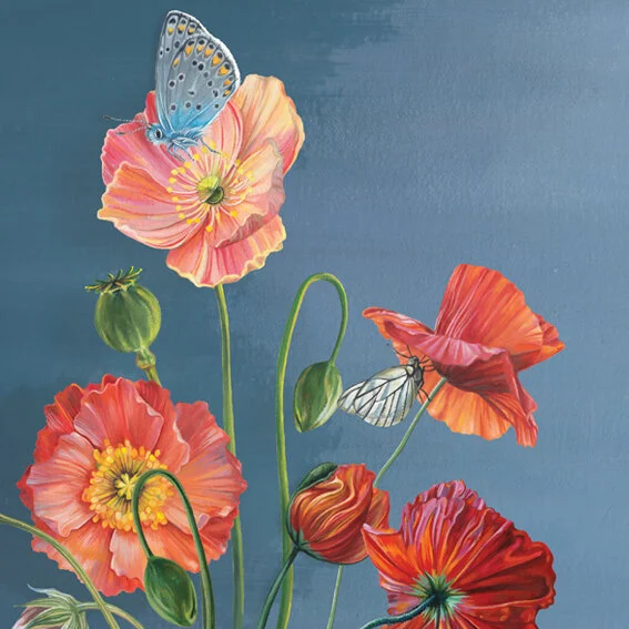 Libbi_King_Icelandic Poppies_Crop.jpg