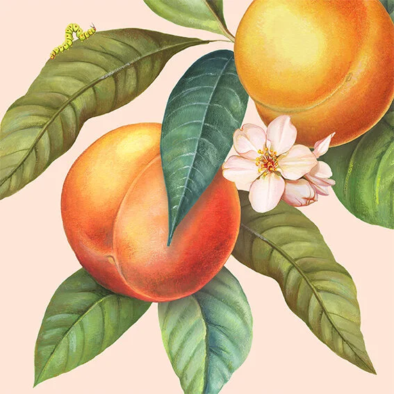 Libbi_King_Peaches_crop.jpg