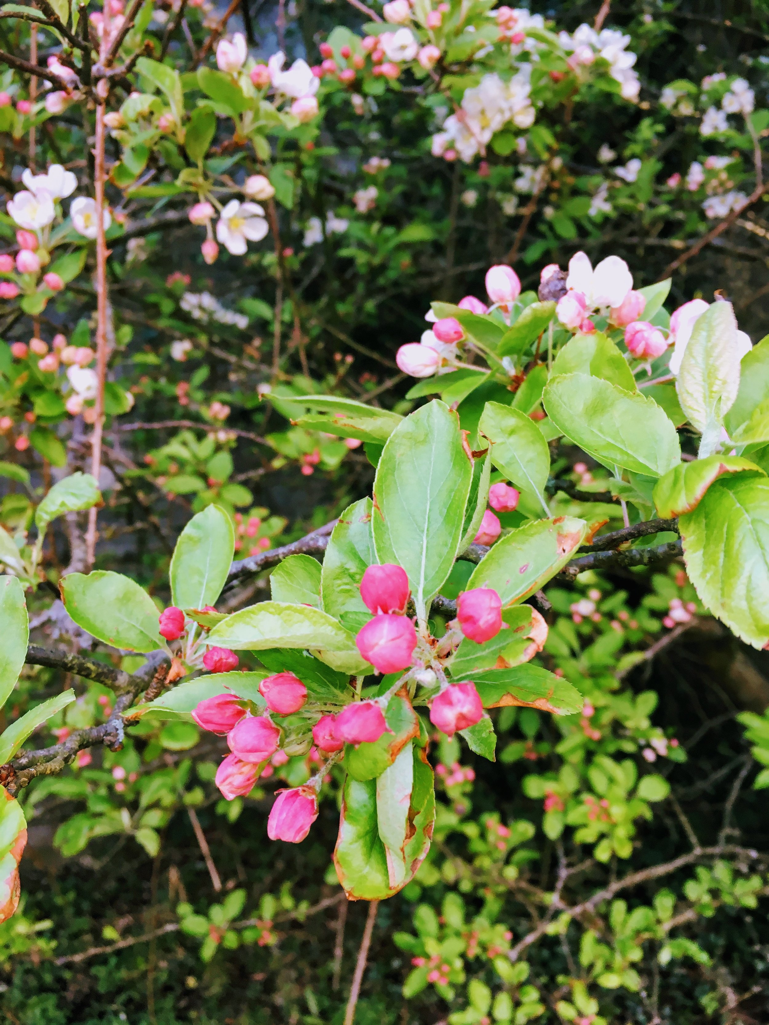 봄을 맞이하는 마음 같은 것 