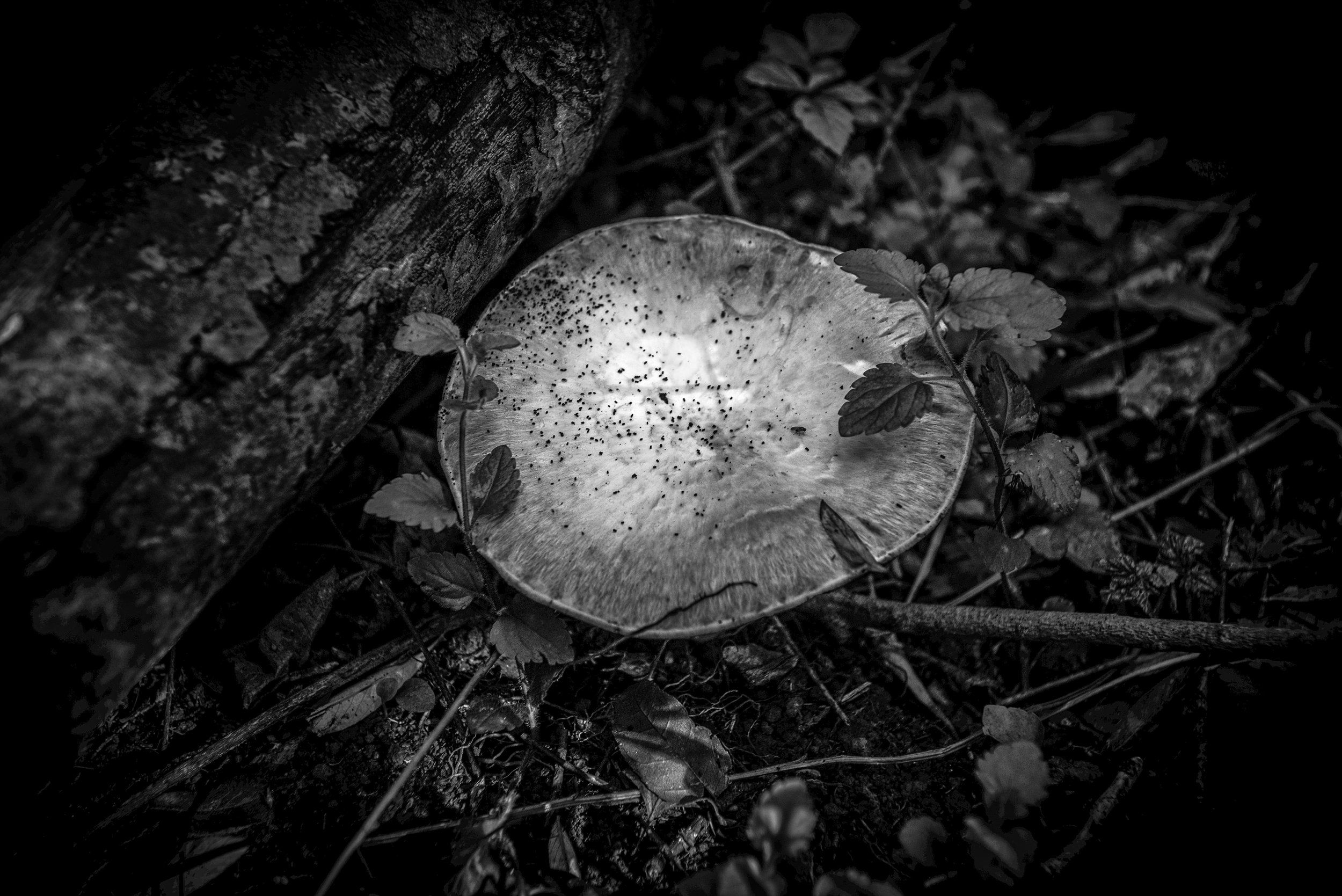 Sorcières09.jpg