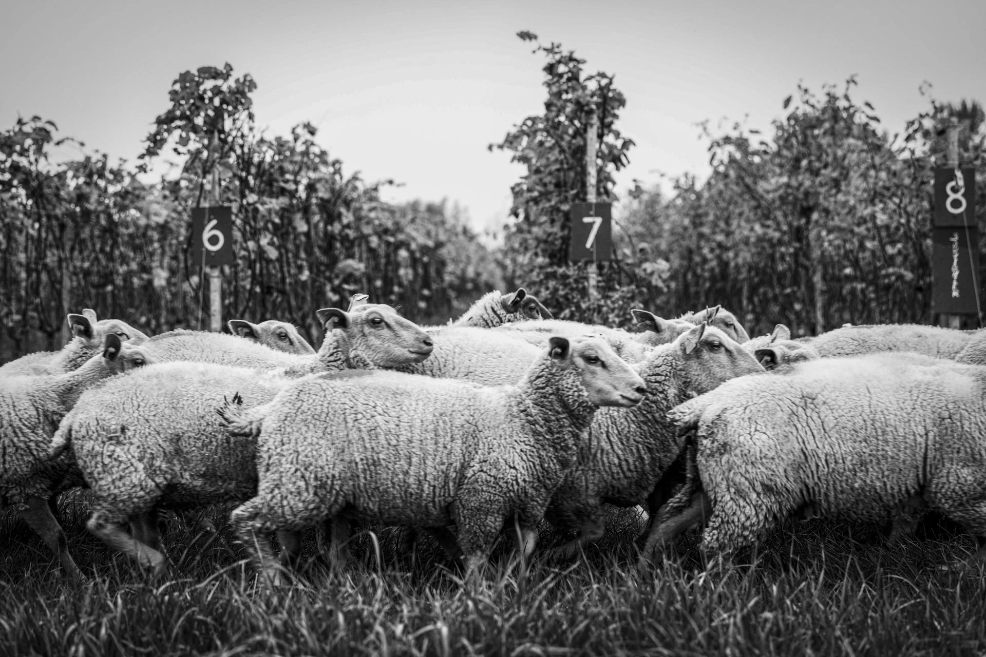 Coteaux_Avelines_Moutons_IMG_0238.jpg