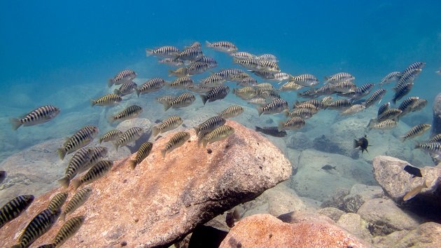 Lake Shore Lodge Tz - Lake Tanganyika - Activities - Diving - Fish at Mvuna Island.jpg