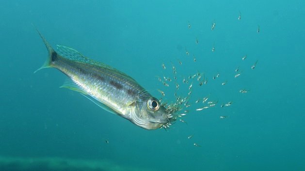 Lake Shore Lodge Tz - Lake Tanganyika - Activities - Diving - Haplotaxodon Microlepis - photo curtesy of Patrick Louisy.jpg