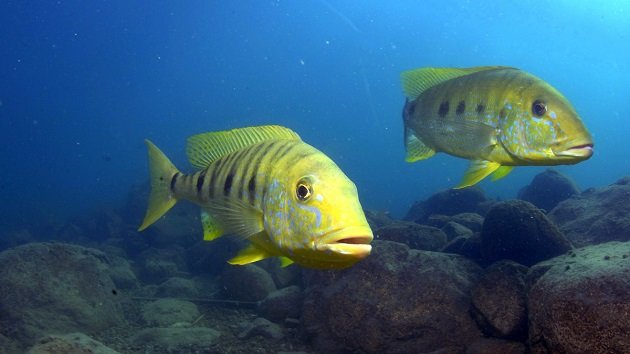 Lake Shore Lodge Tz - Lake Tanganyika - Activities - Snorkeling - The emporer cichlid - Kuhe - photo from Patrick Louisy.jpg