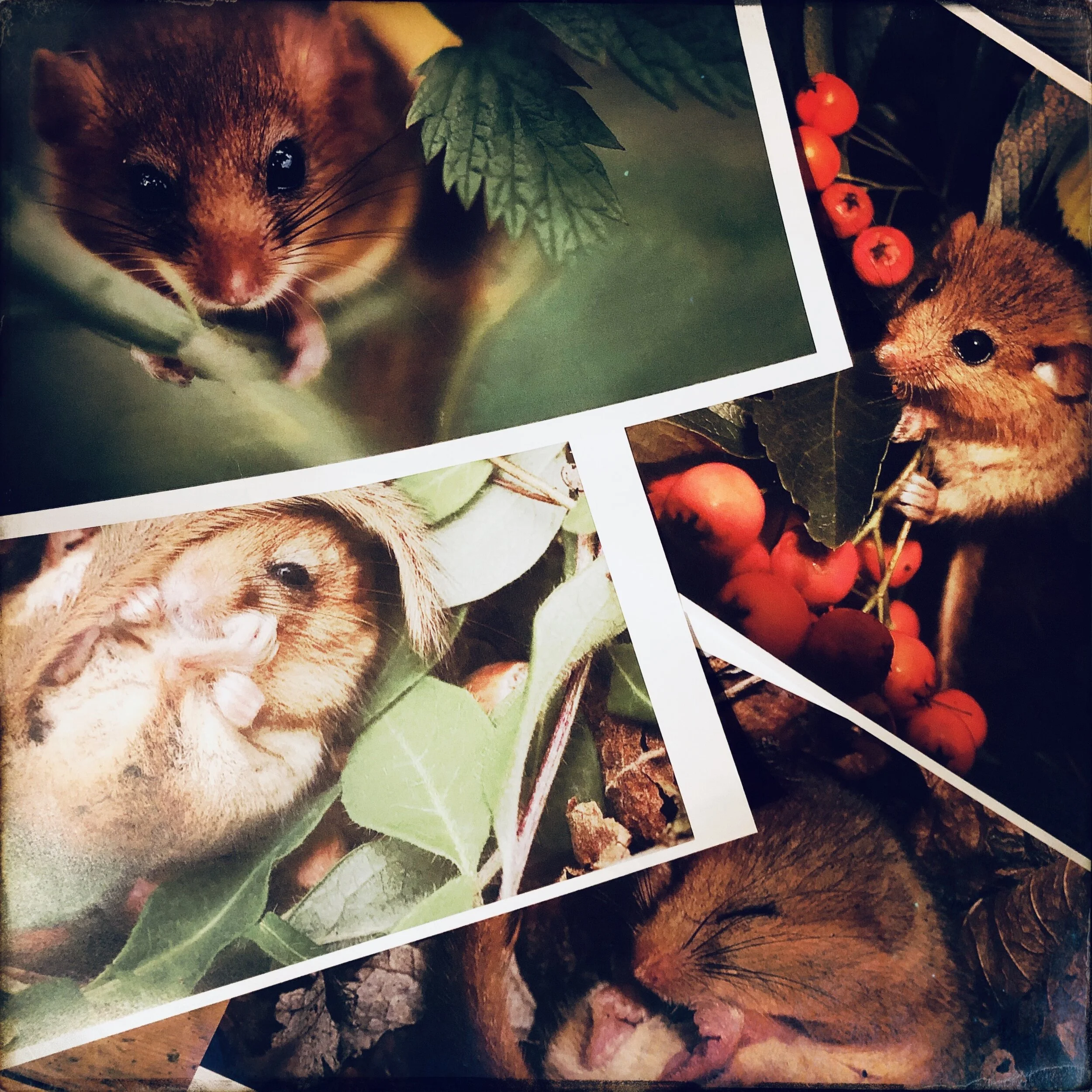 Hazel Dormice Project