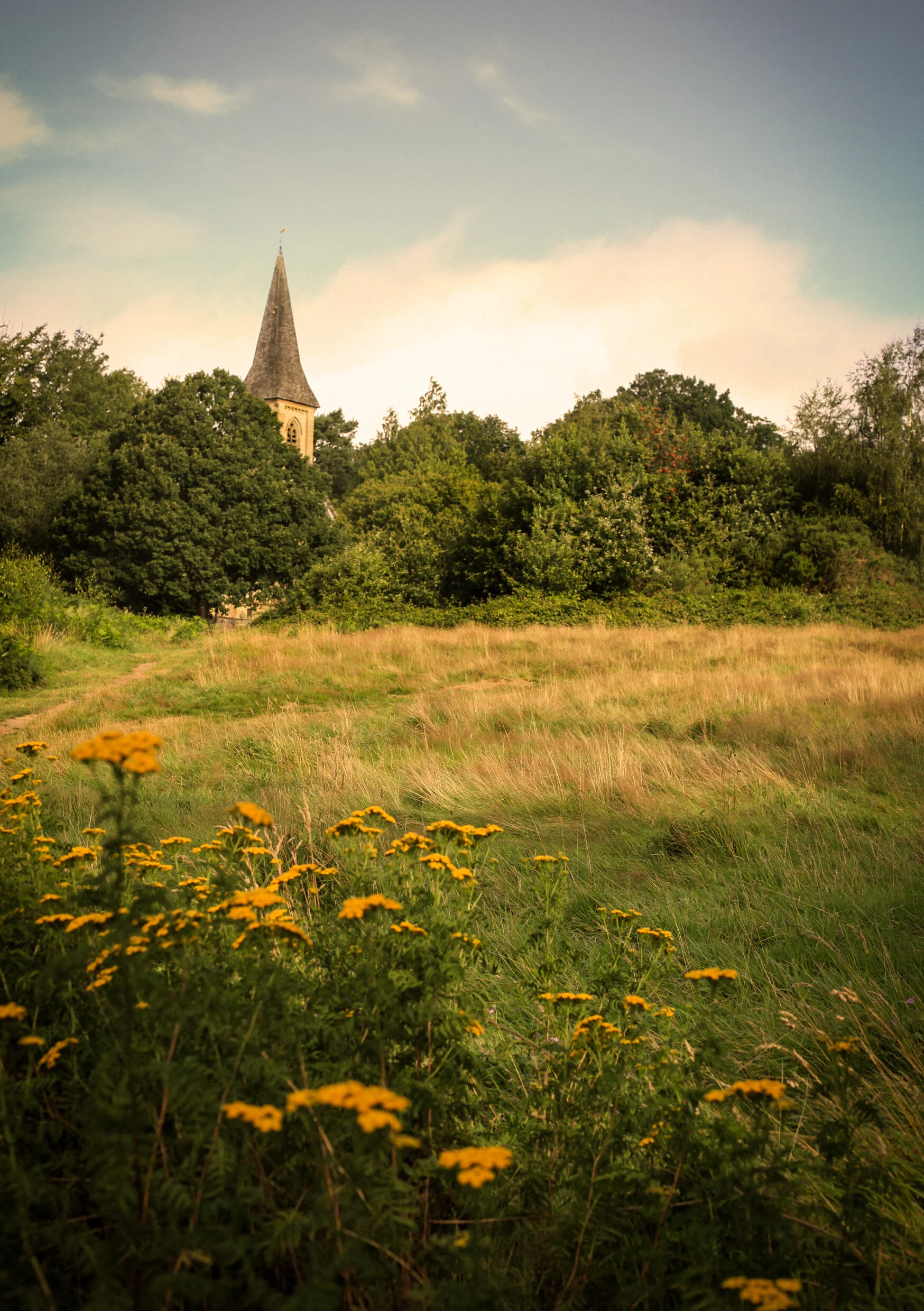 Common with Tansy.jpg