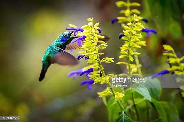 Photo by Dopeyden/iStock / Getty Images
