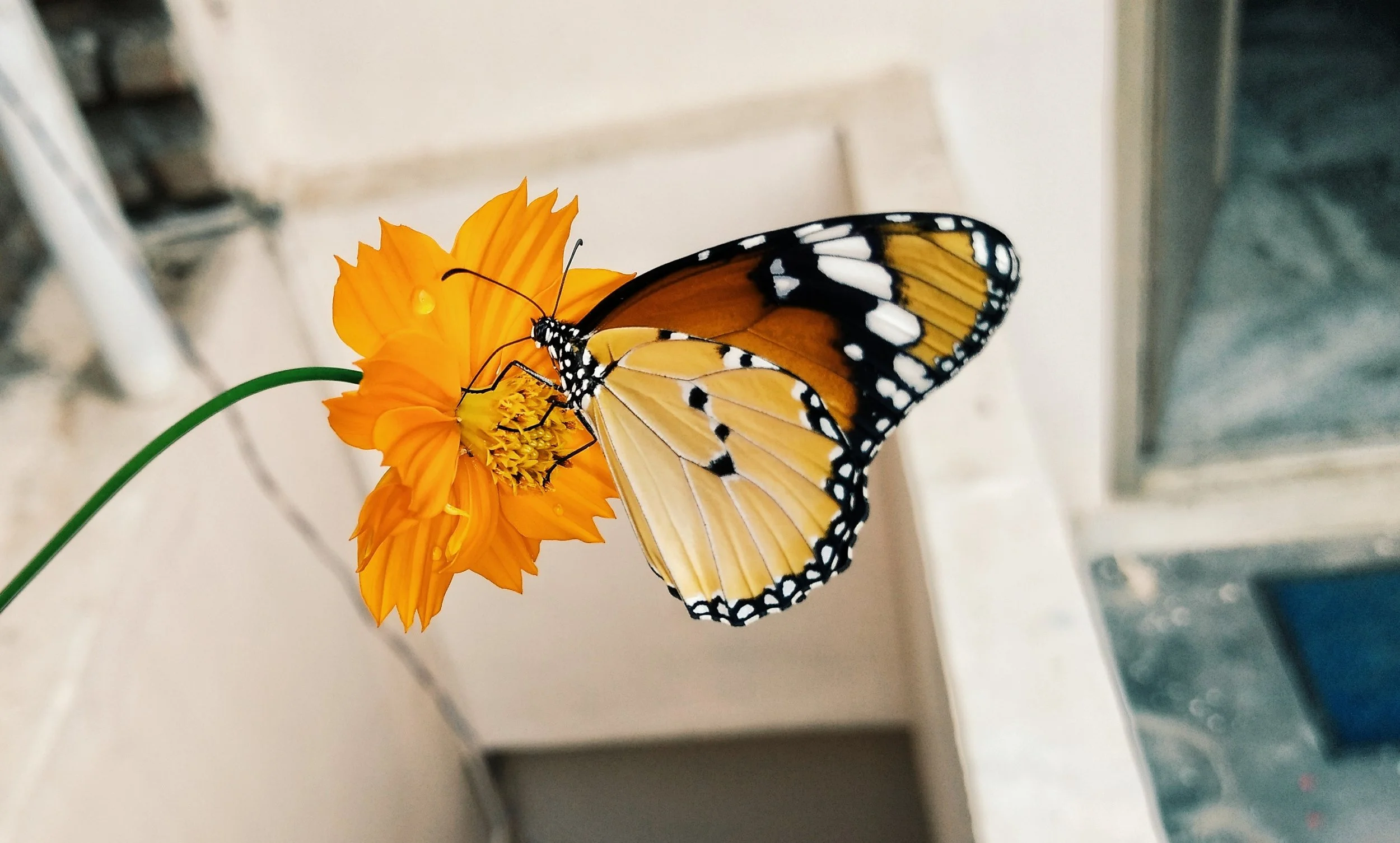 animal-beautiful-beautiful-flower-729086.jpg