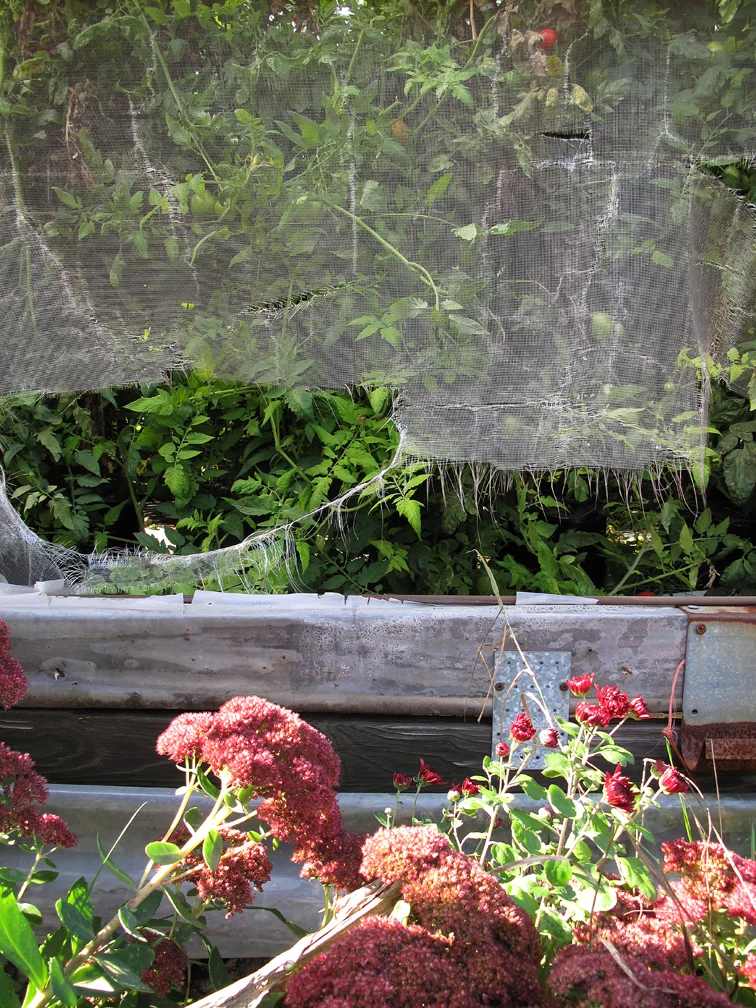 Autumn sedum and torn netting