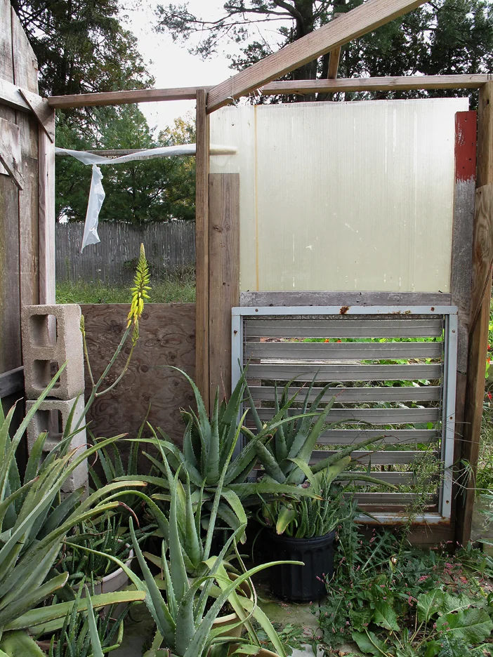 Composition with aloe plants