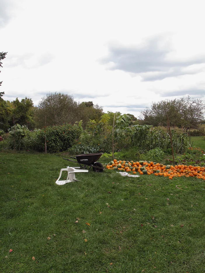 Pumpkin stand