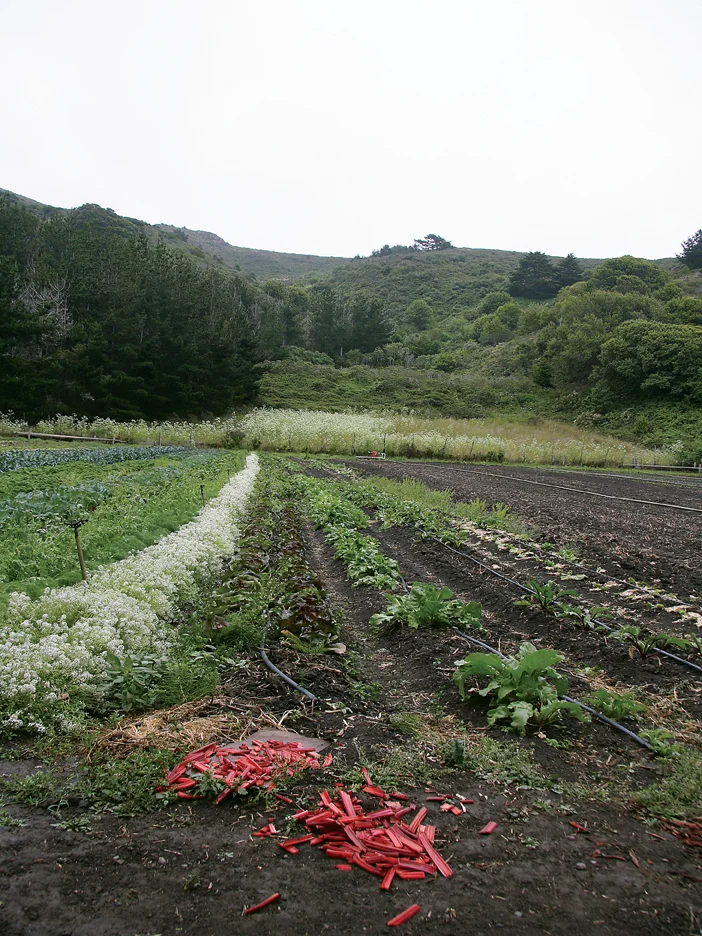 Cut rhubarb in field