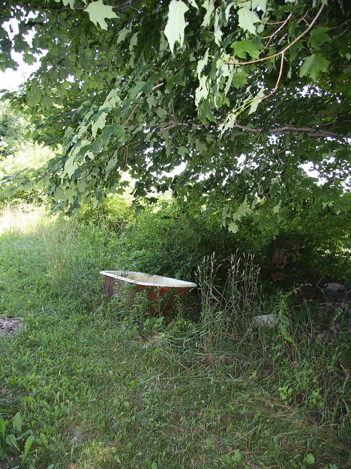Bathtub under the maple tree