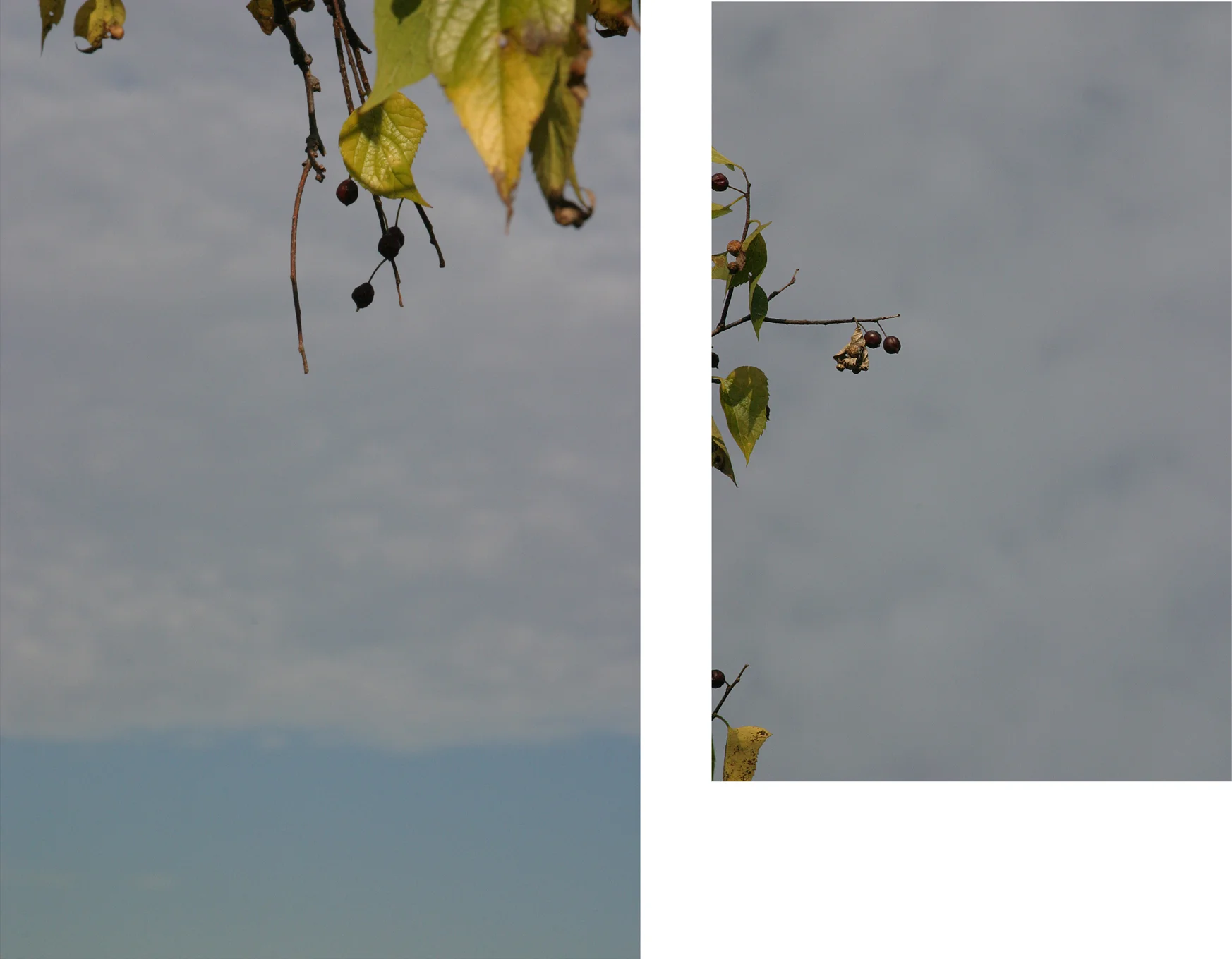 Mill Pond Diptych, 2007 – 33 x 44