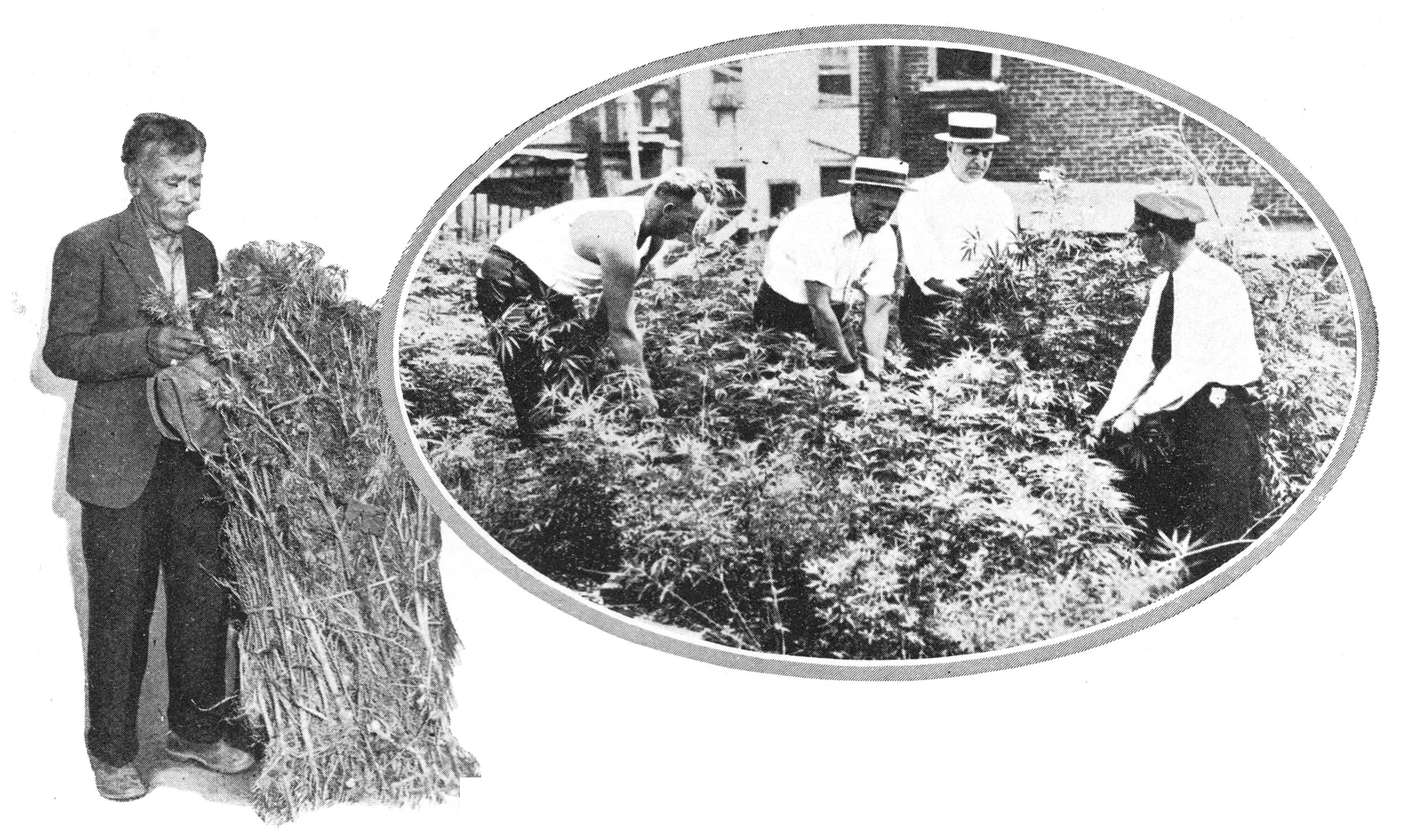 MONUMENTAL LEGISLATION LAYS FOUNDATION FOR STATEWIDE EXPUNGEMENT OF PAST CANNABIS CONVICTIONS