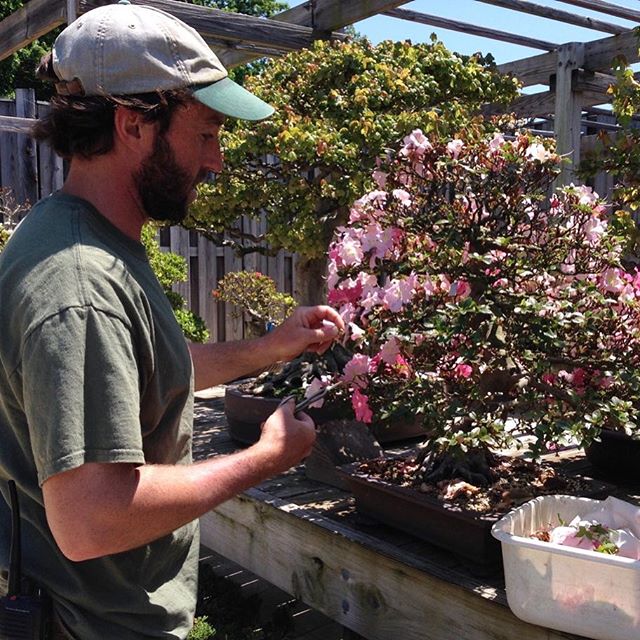 We are pleased to announce that Michael James has been selected as the new Curator of the National Bonsai &amp; Penjing Museum. Michael has served as Assistant Curator since November of 2016 and has been a part of the Museum family for more than a de